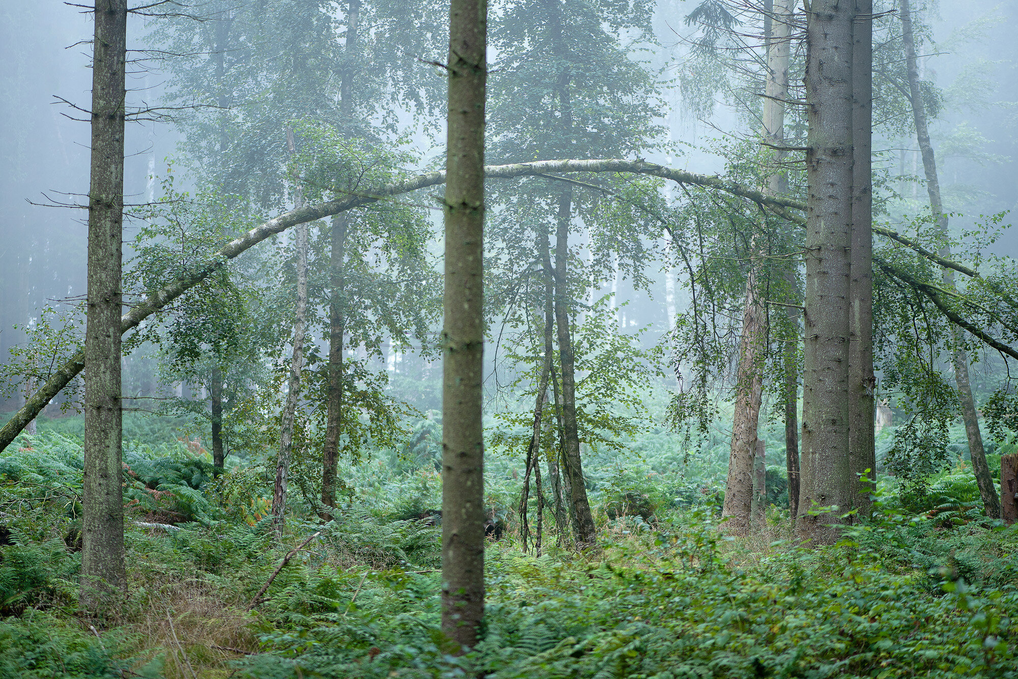 Morgentge, Rude Skov