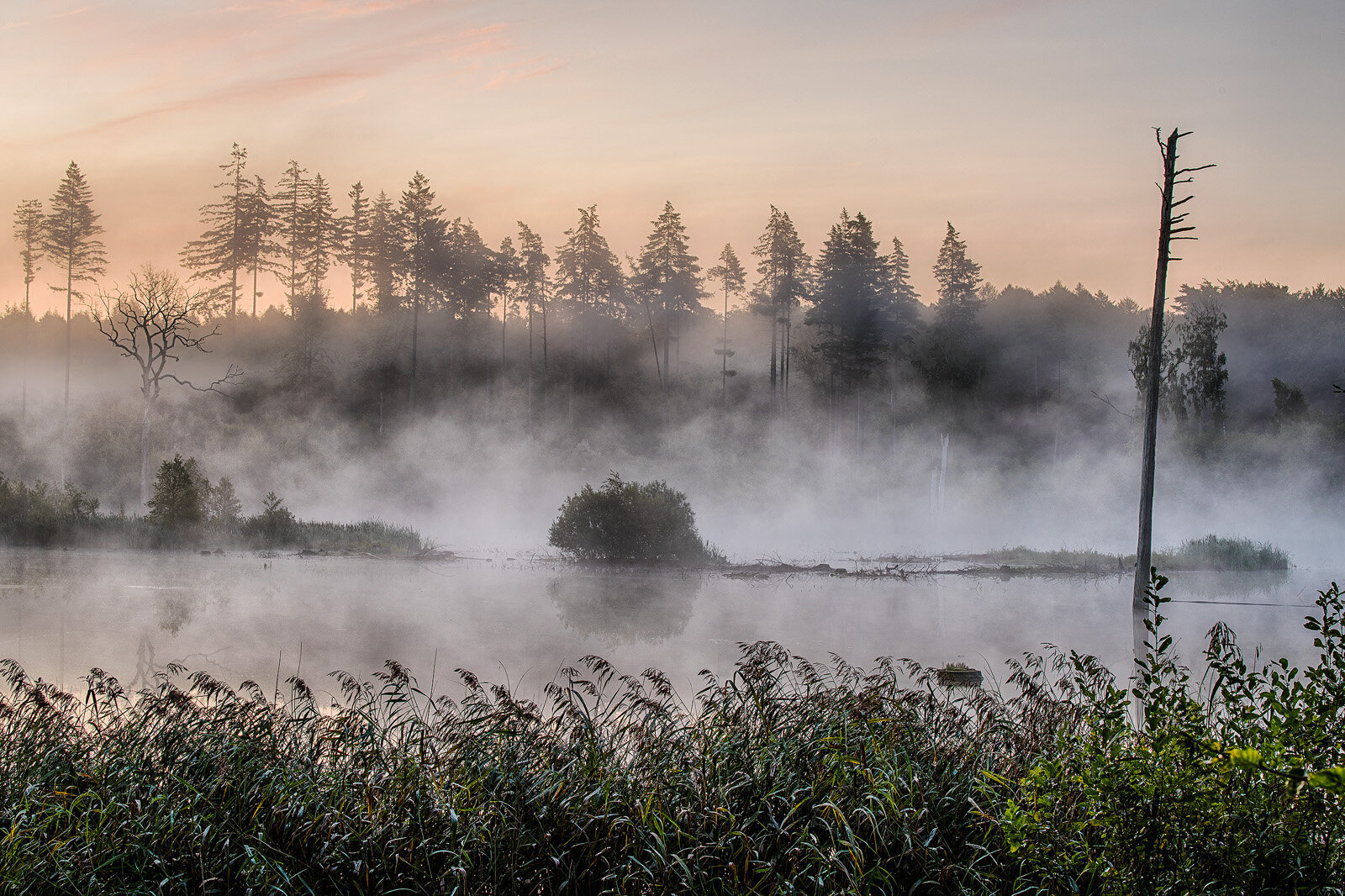 Morgendis over Stubbe S, Rude Skov