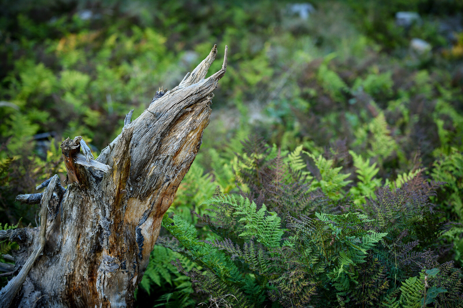 Bregnesymfoni, Rude Skov