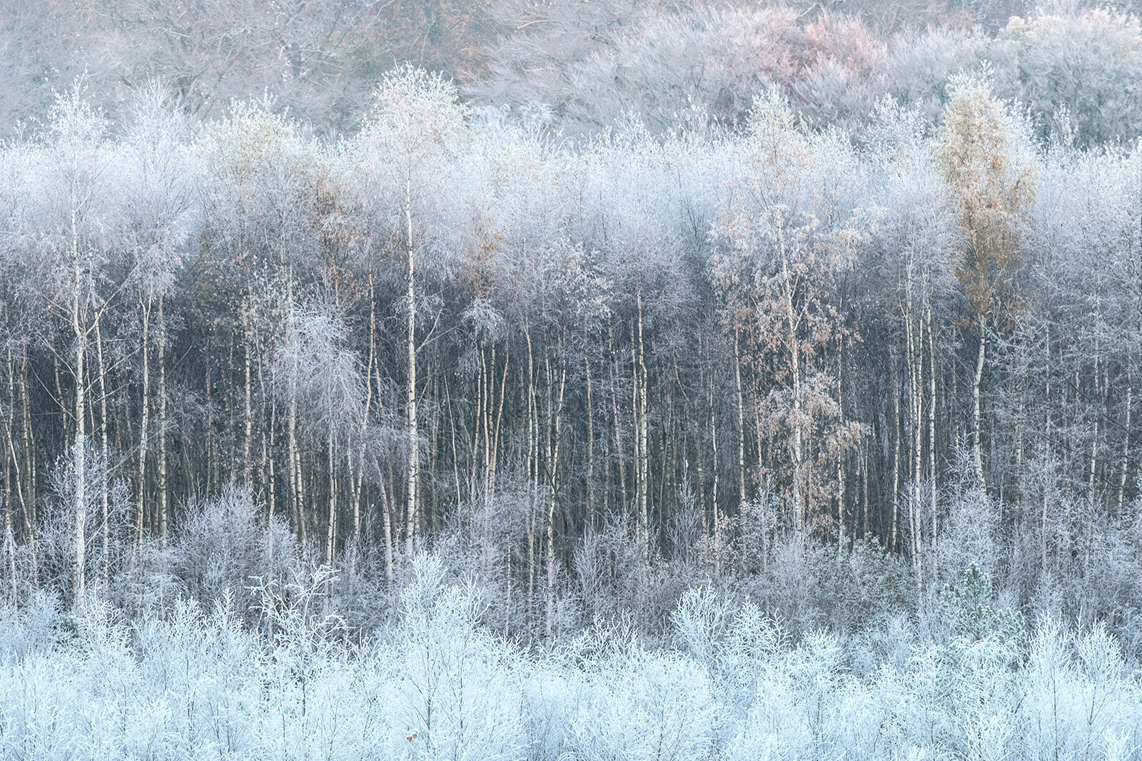 Rimfrost over Blegmandsmosen, Rude Skov