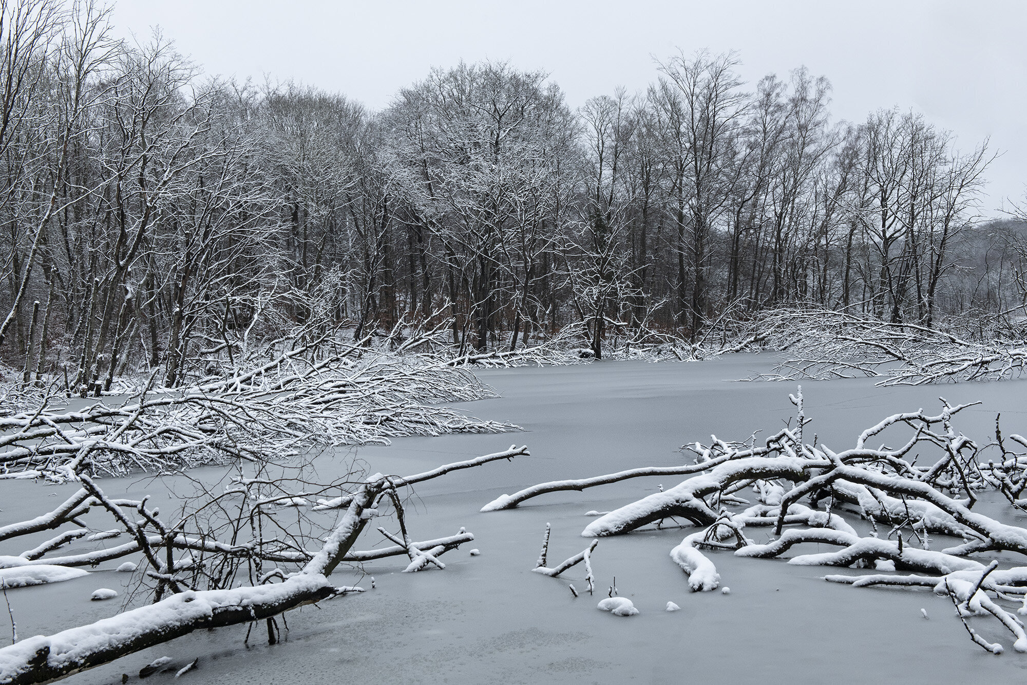 Vinter, Rude Skov