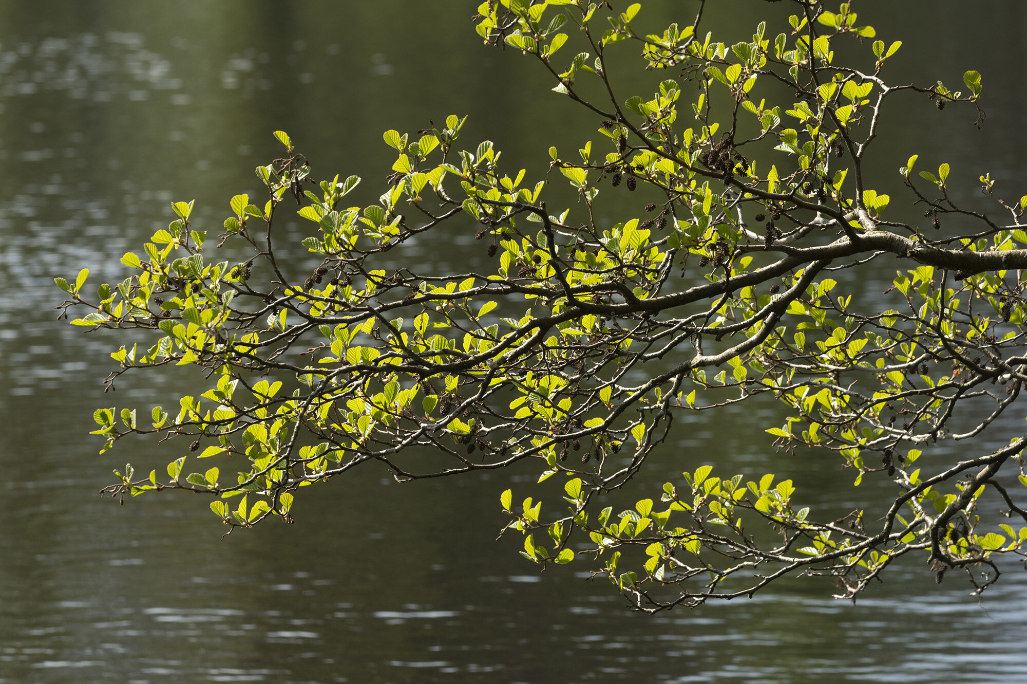 Nyudsprungne ellegrene, Rude Skov