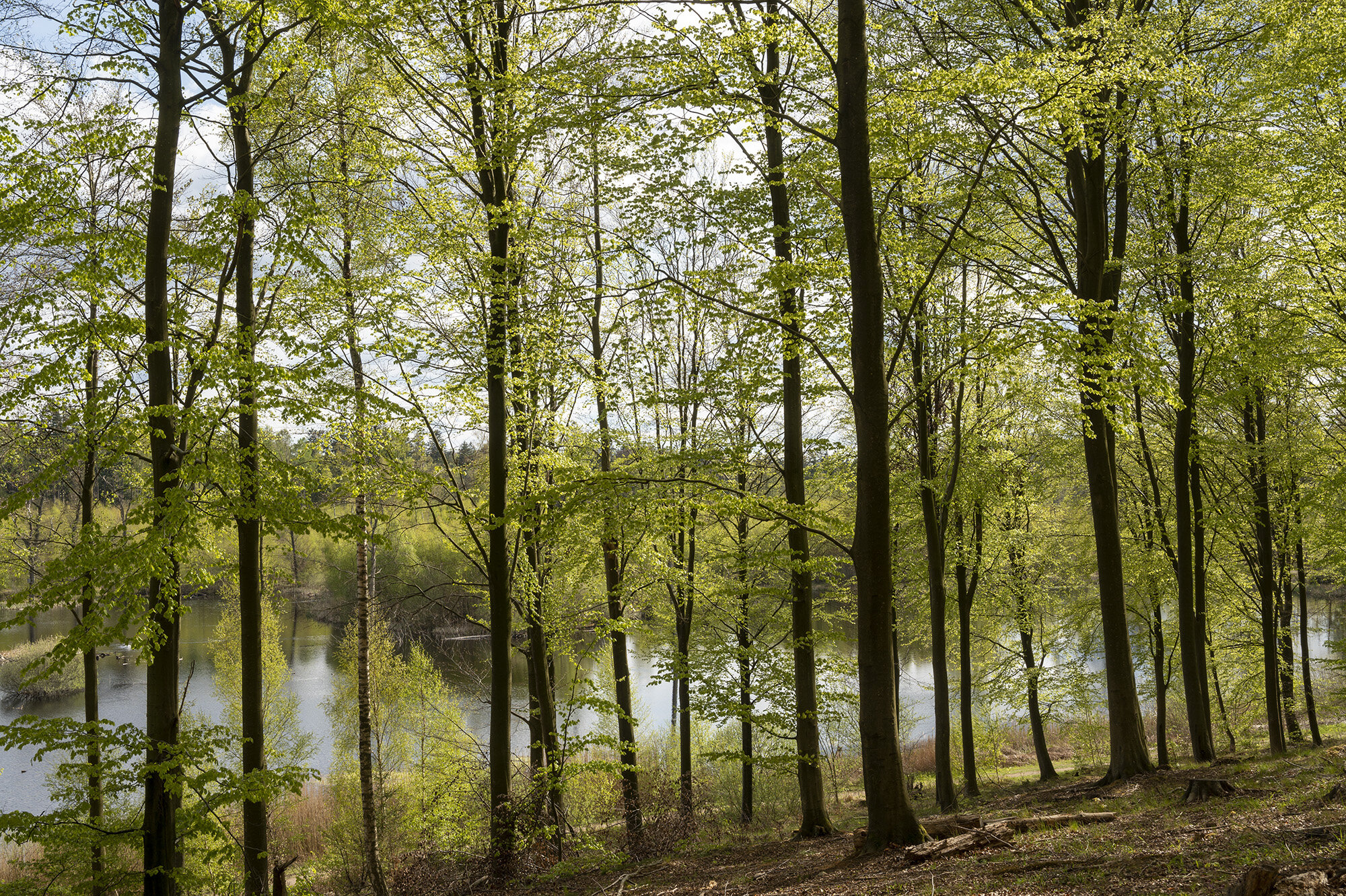 Nyudsprungne bgetrer, Rude Skov
