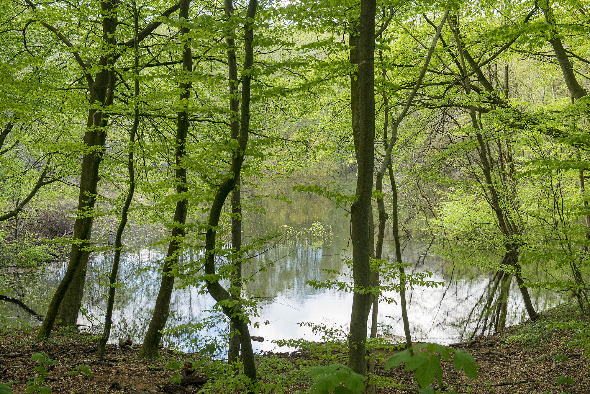Ebberd Dam, Rude Skov