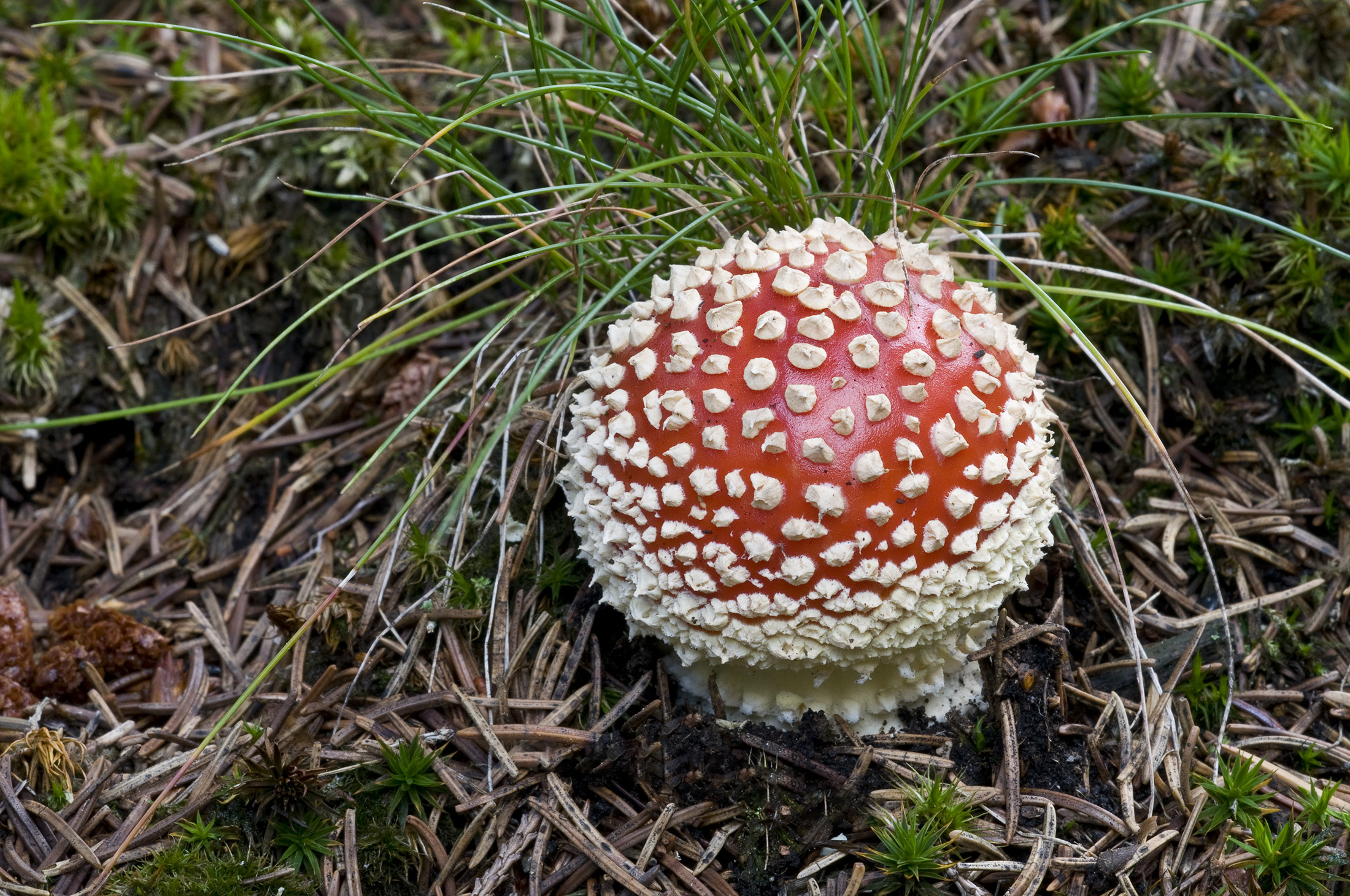 Rød fluesvamp, Store Dyrehave Rød fluesvamp