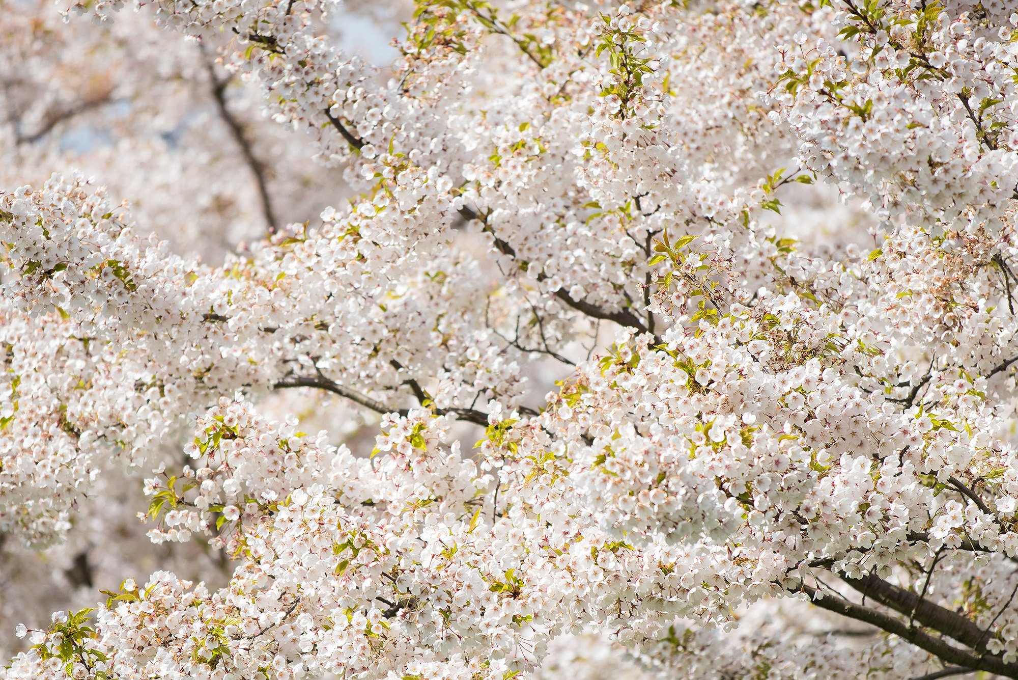 Sakura, Langelinie
