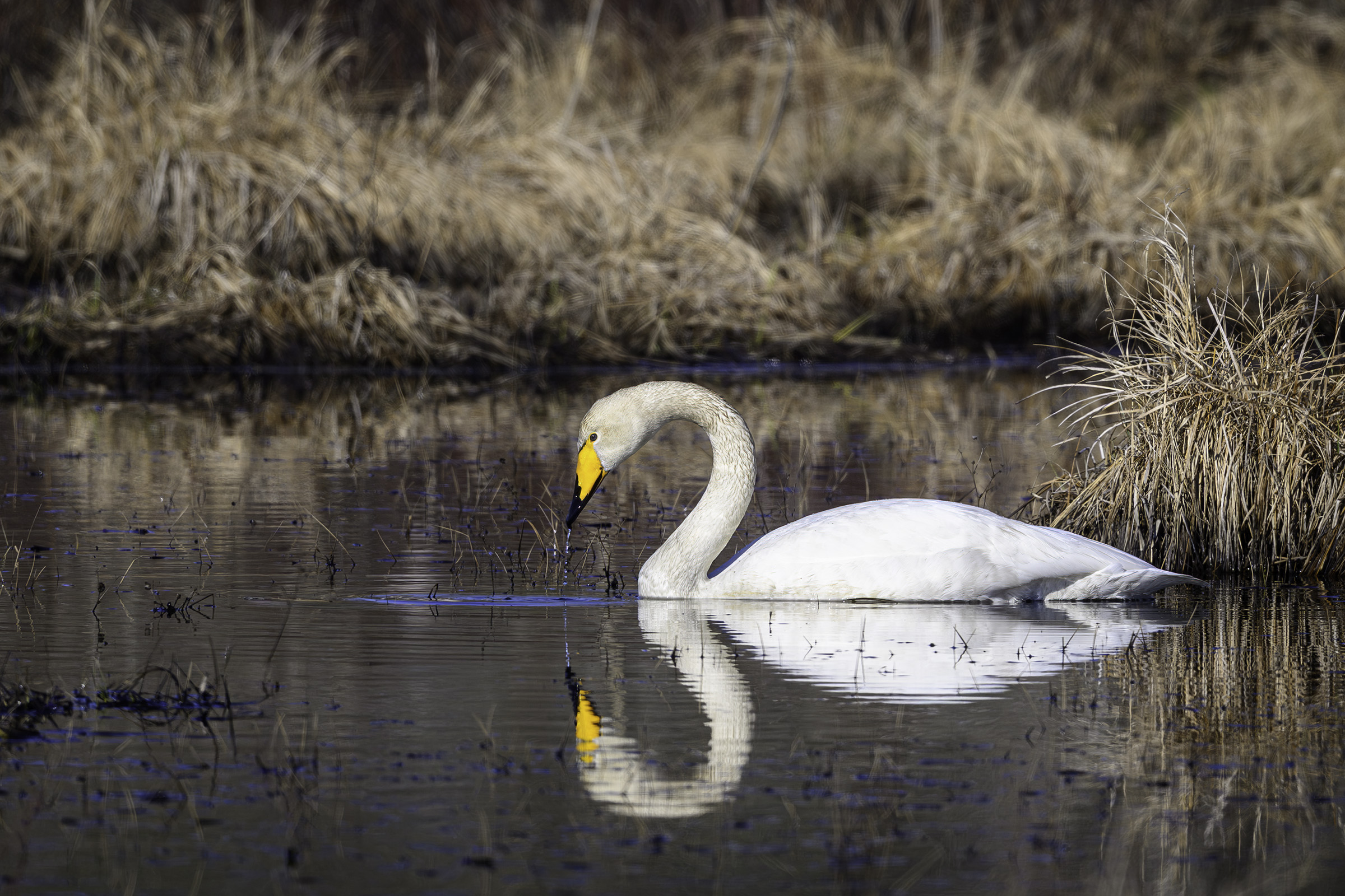 Sangsvane, Vidjesj�n