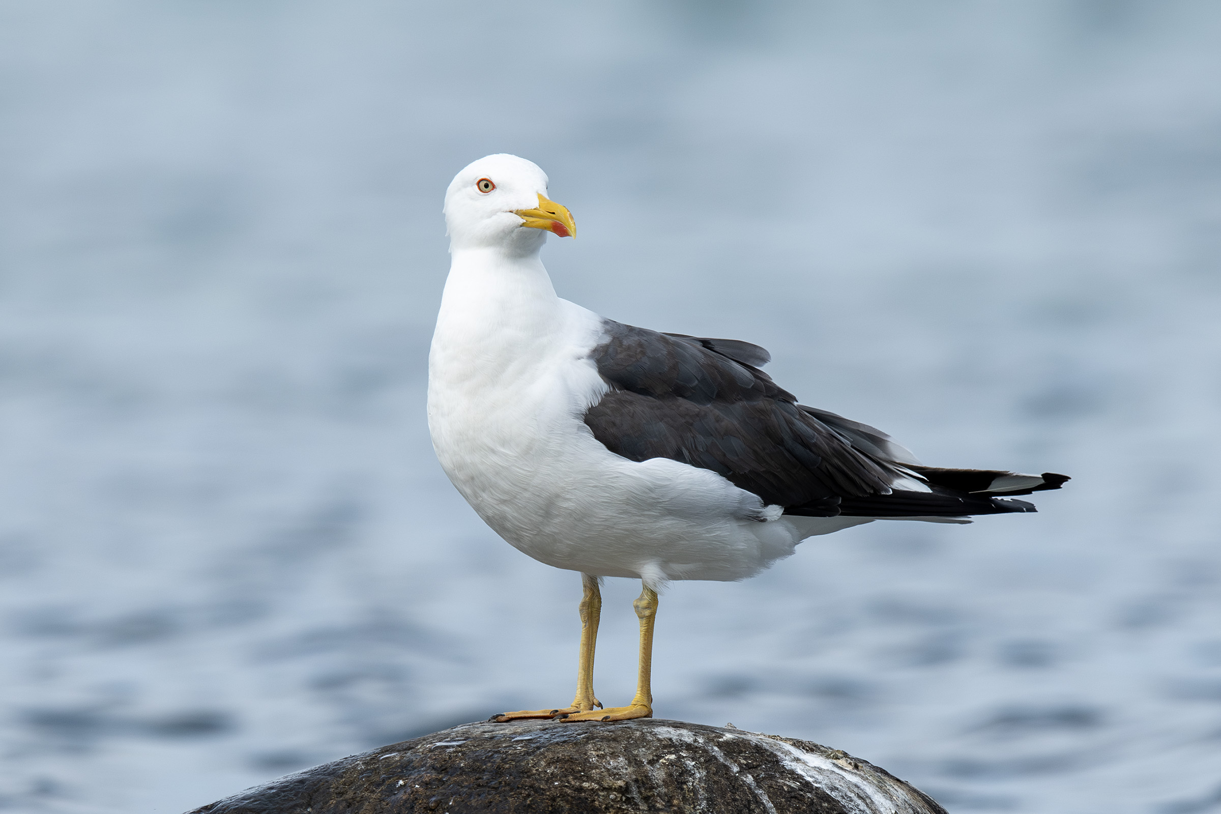 Sildemåge