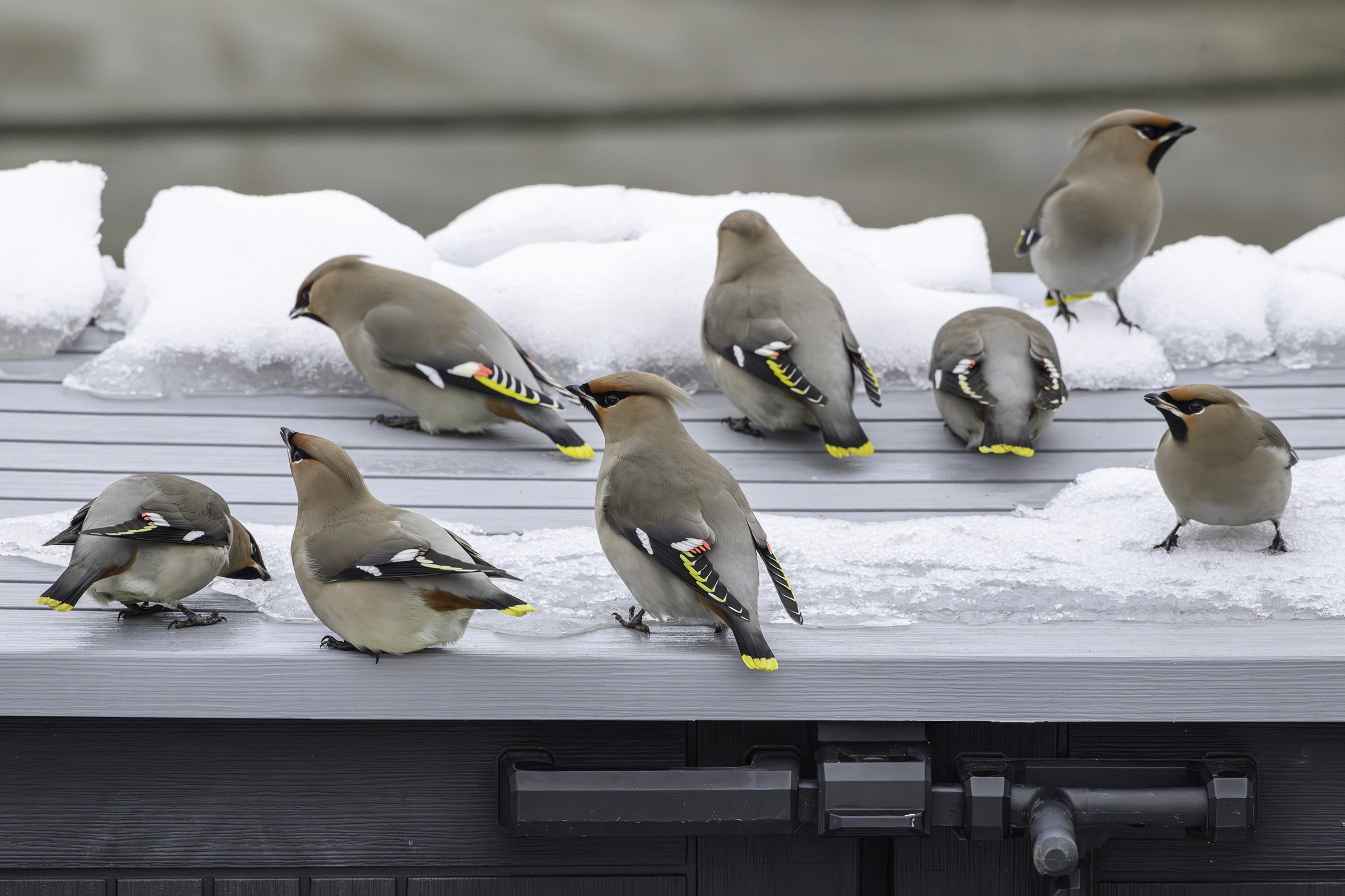 T�rstige silkehaler