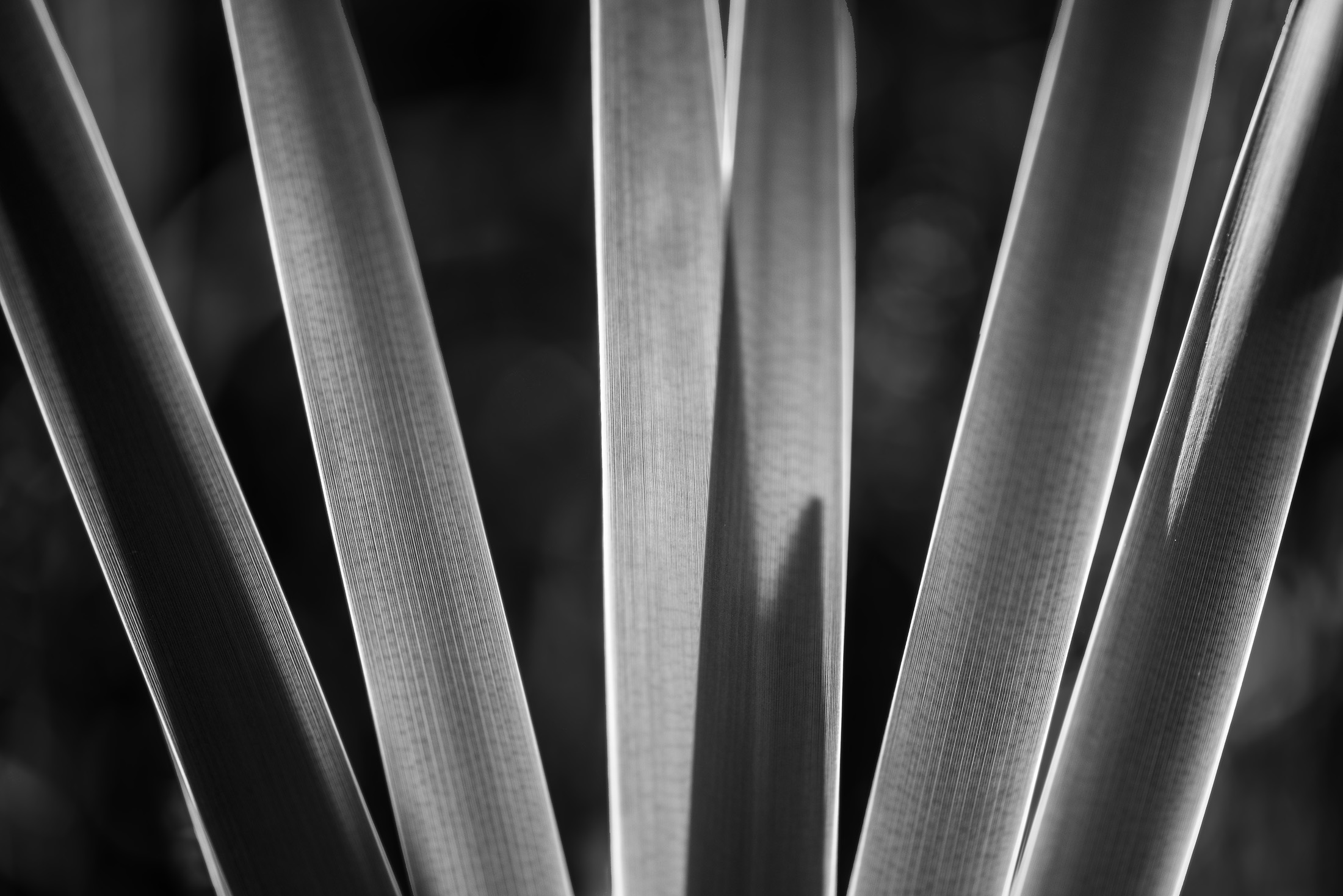Lines of light