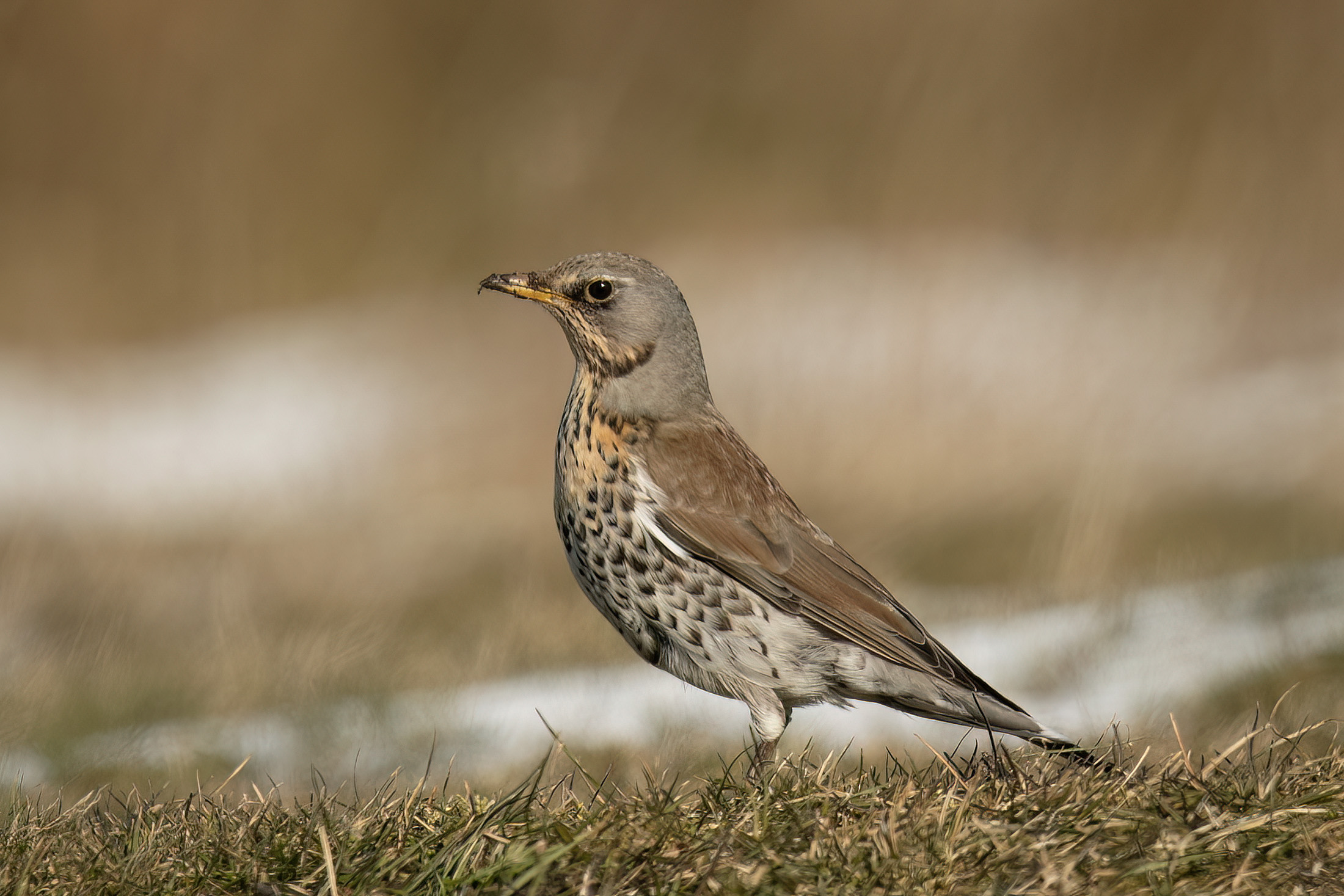 Sjagger, Arresø Sjagger