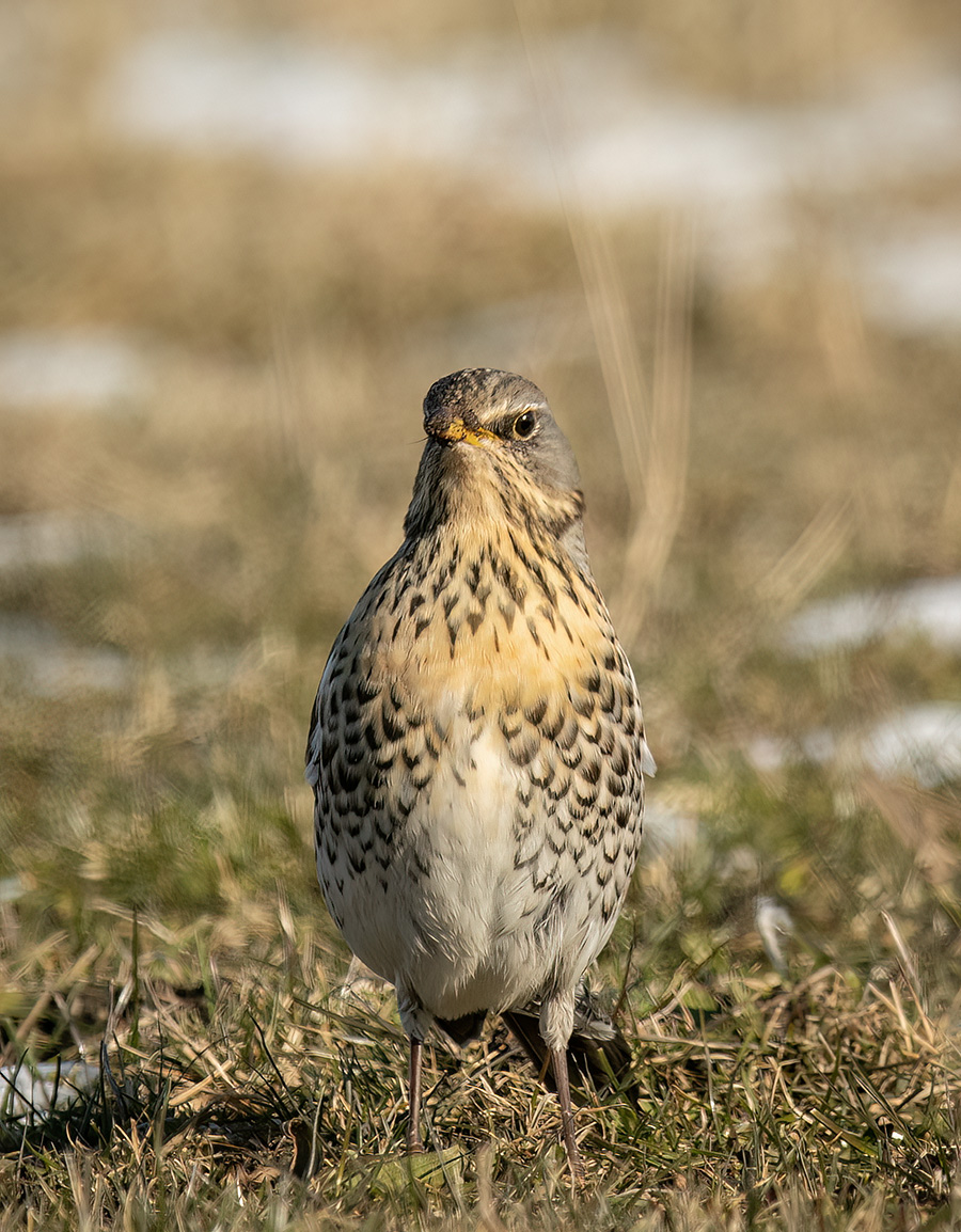 Sjagger, Arresø Sjagger