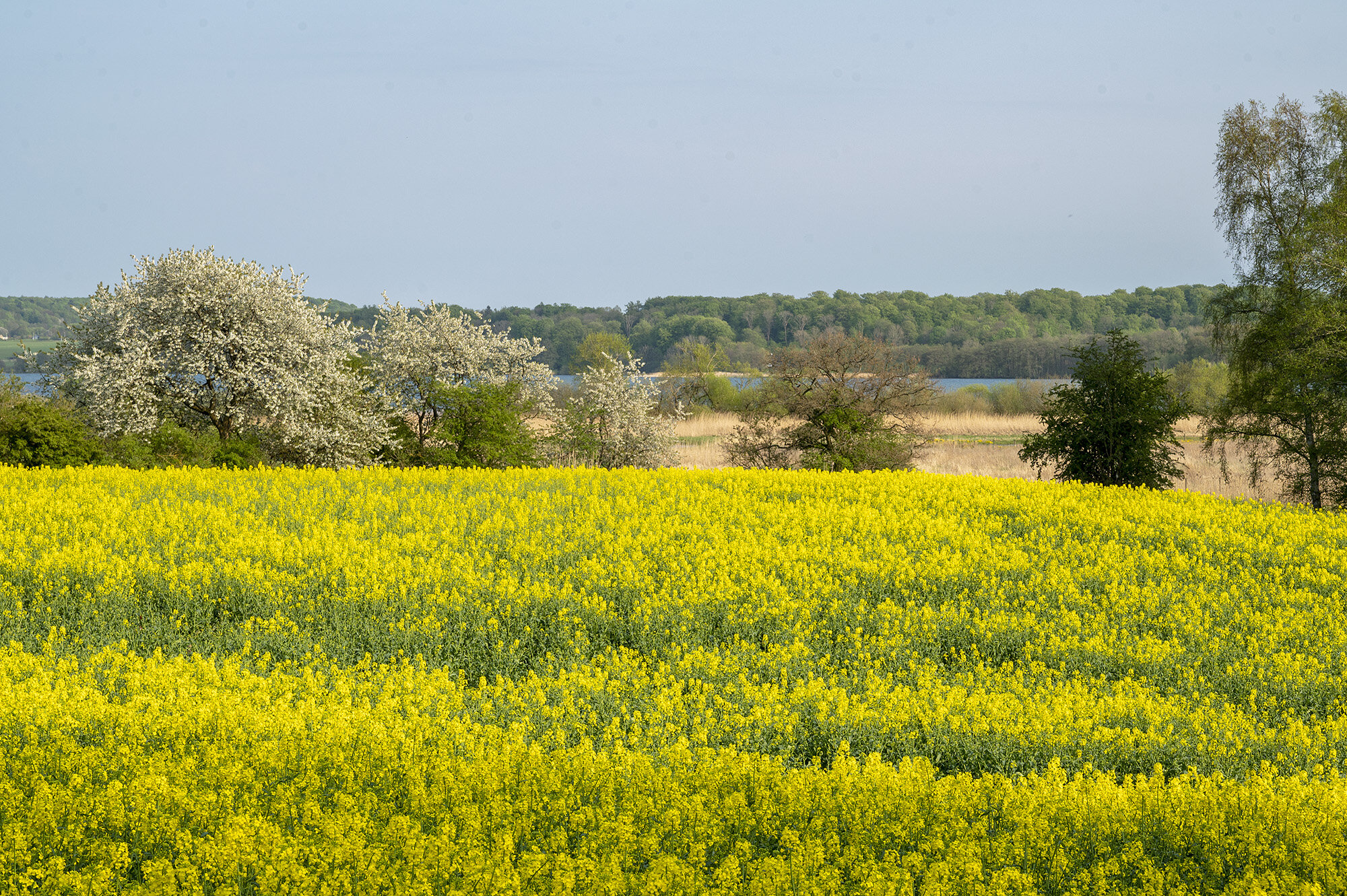 Blomstrende rapsmark