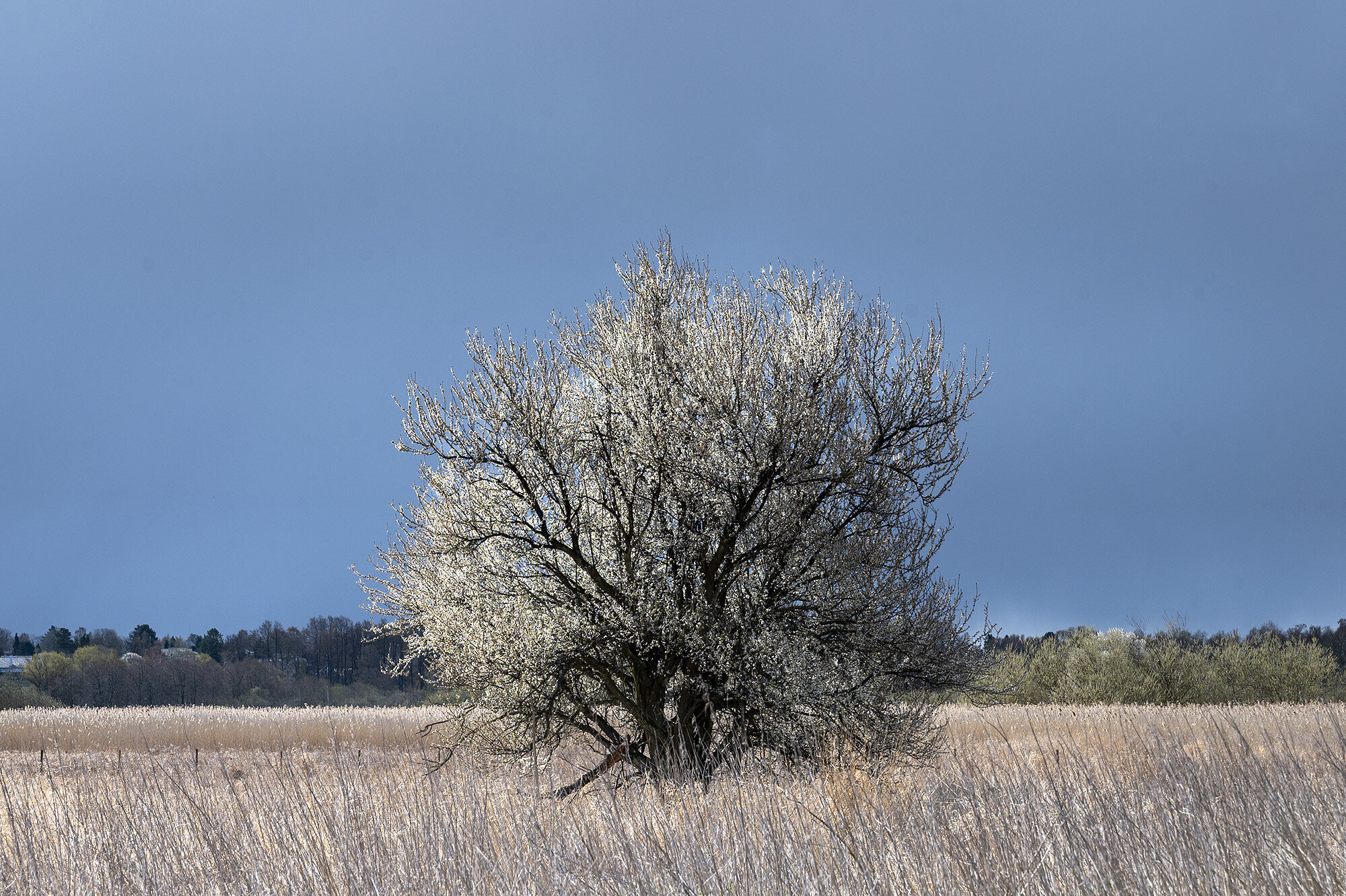 Blomstrende frugttræ under tung himmel