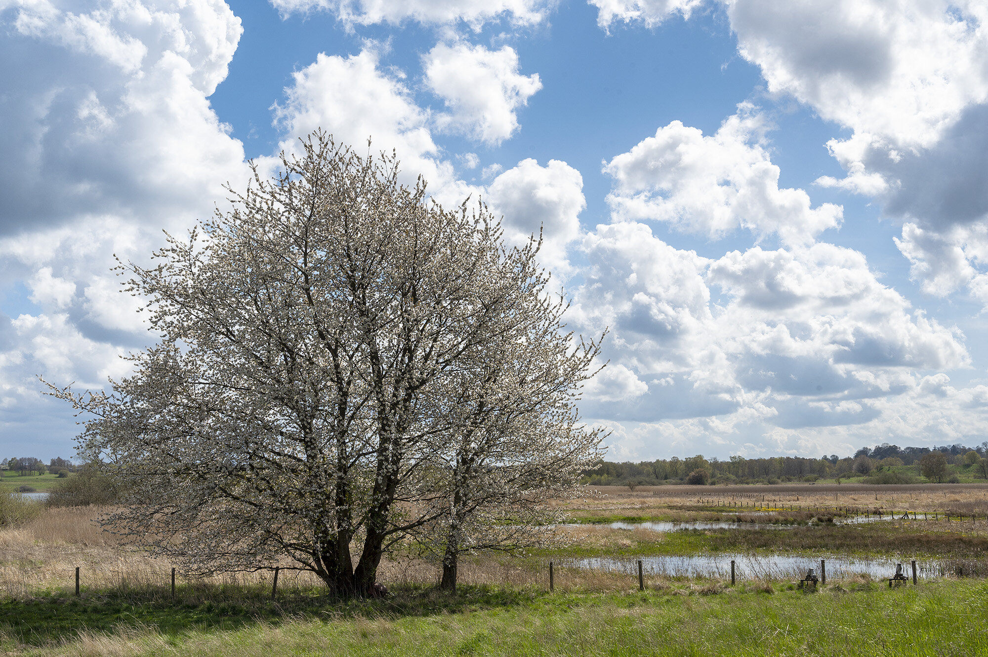 Blomstrende kirsebærtræ