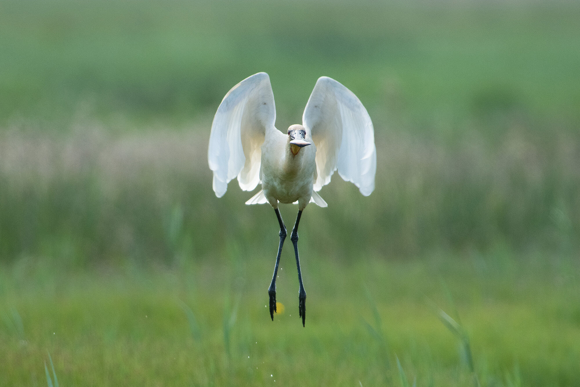 Skestork take off