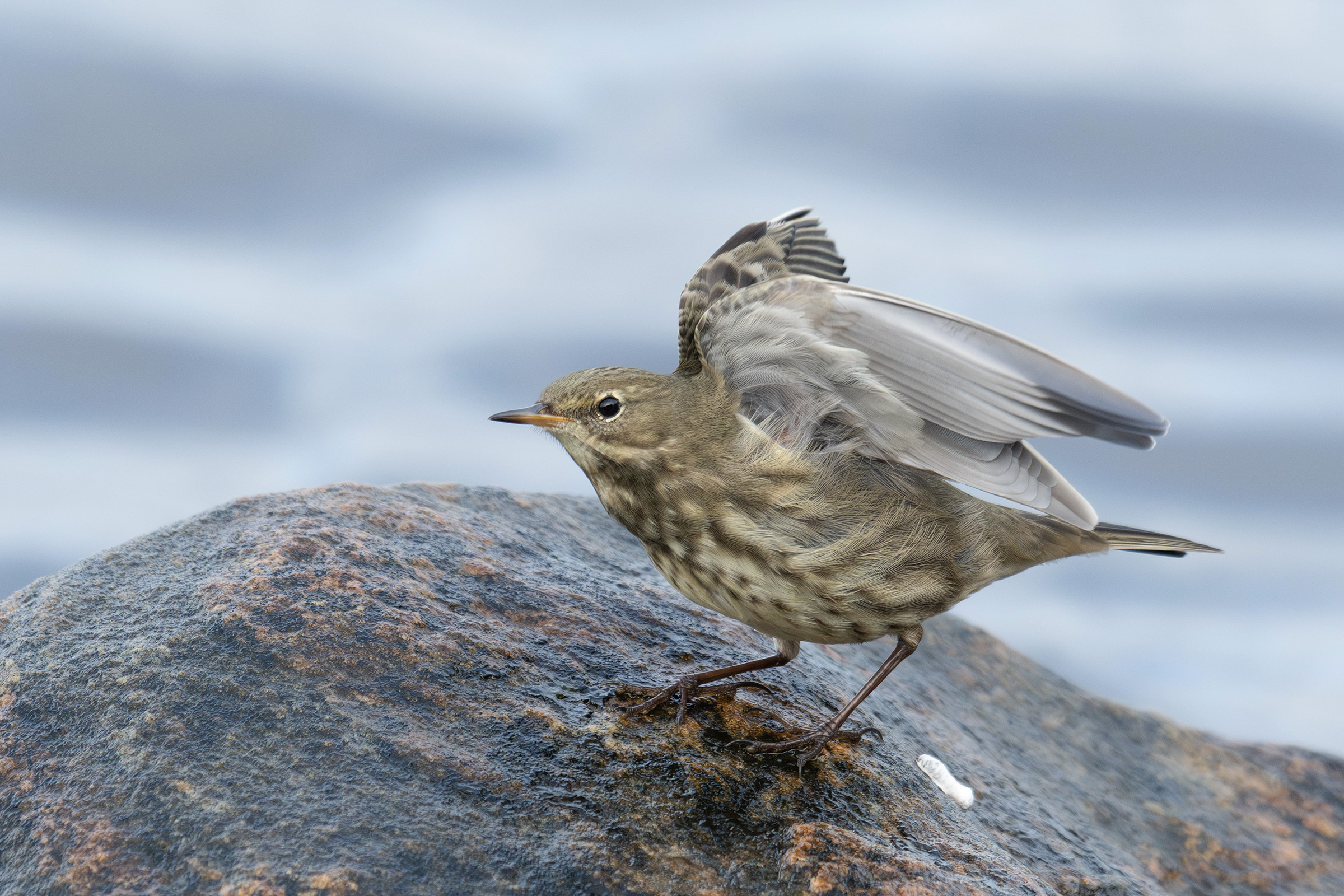 Skærpiber, Helsingør Skærpiber