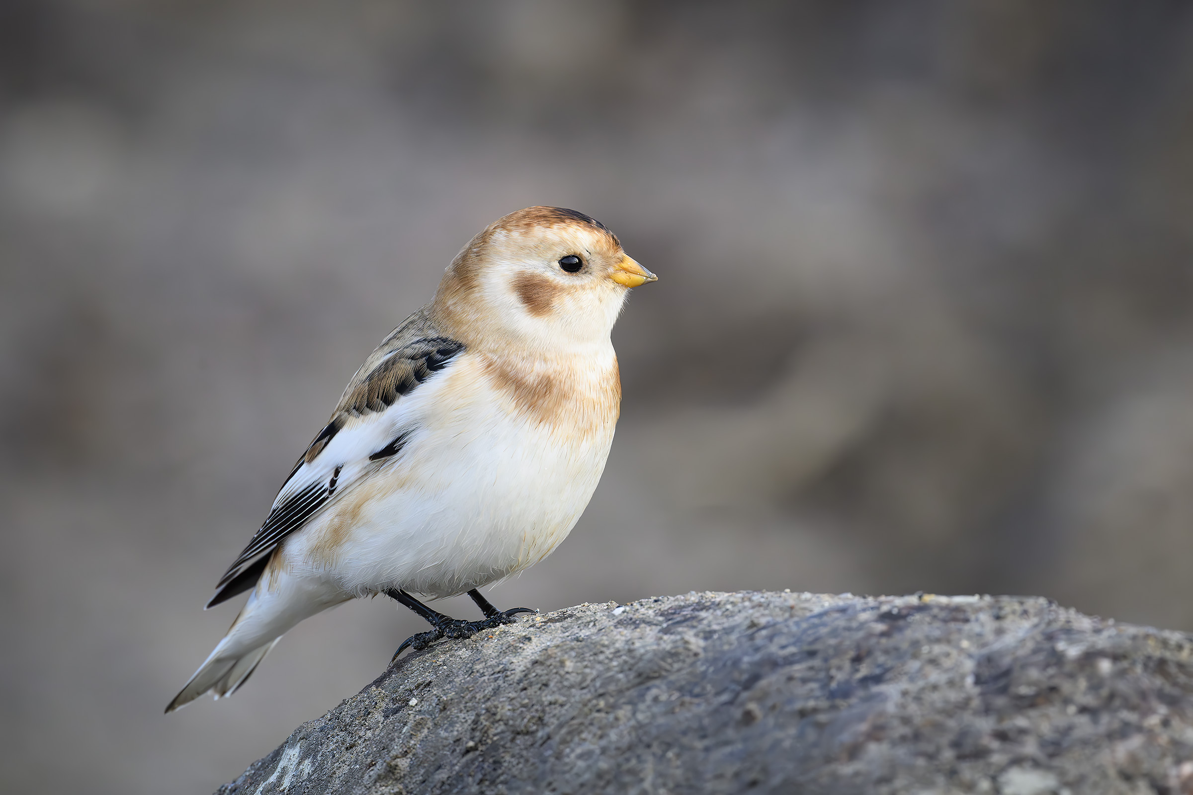 Snespurv � han i vinterdragt