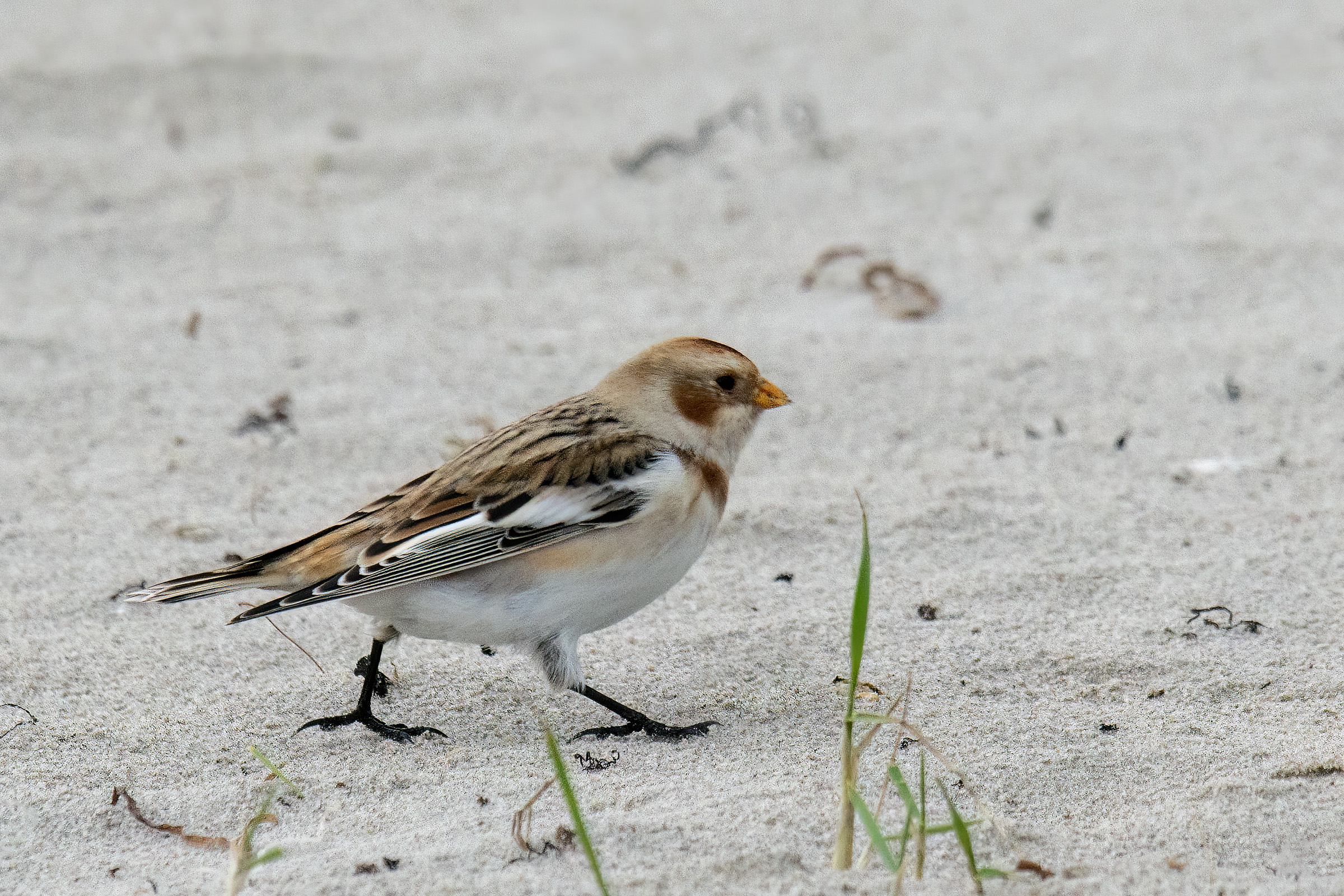Snespurv, Hornbæk Snespurv