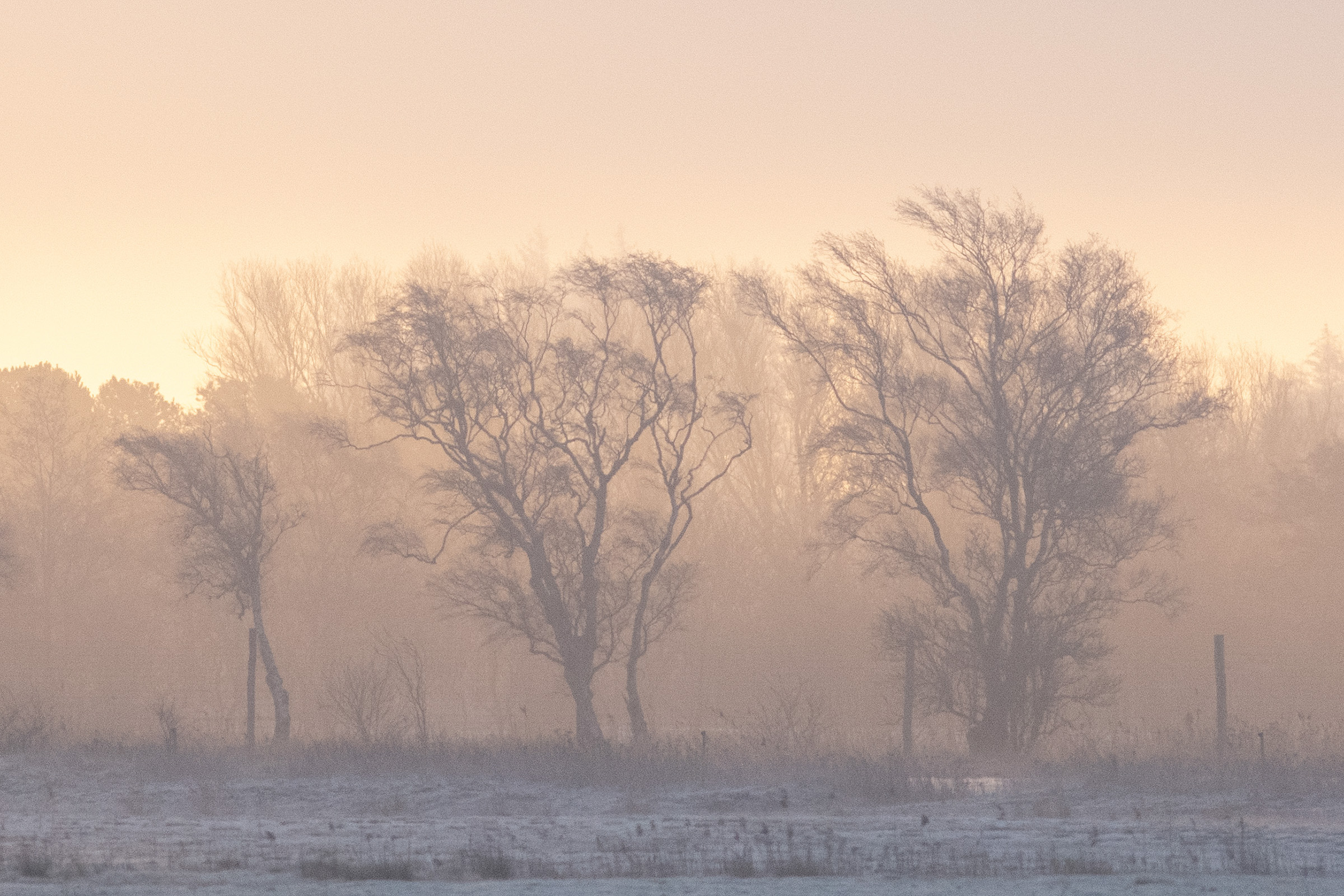 Solopgang med morgendis
