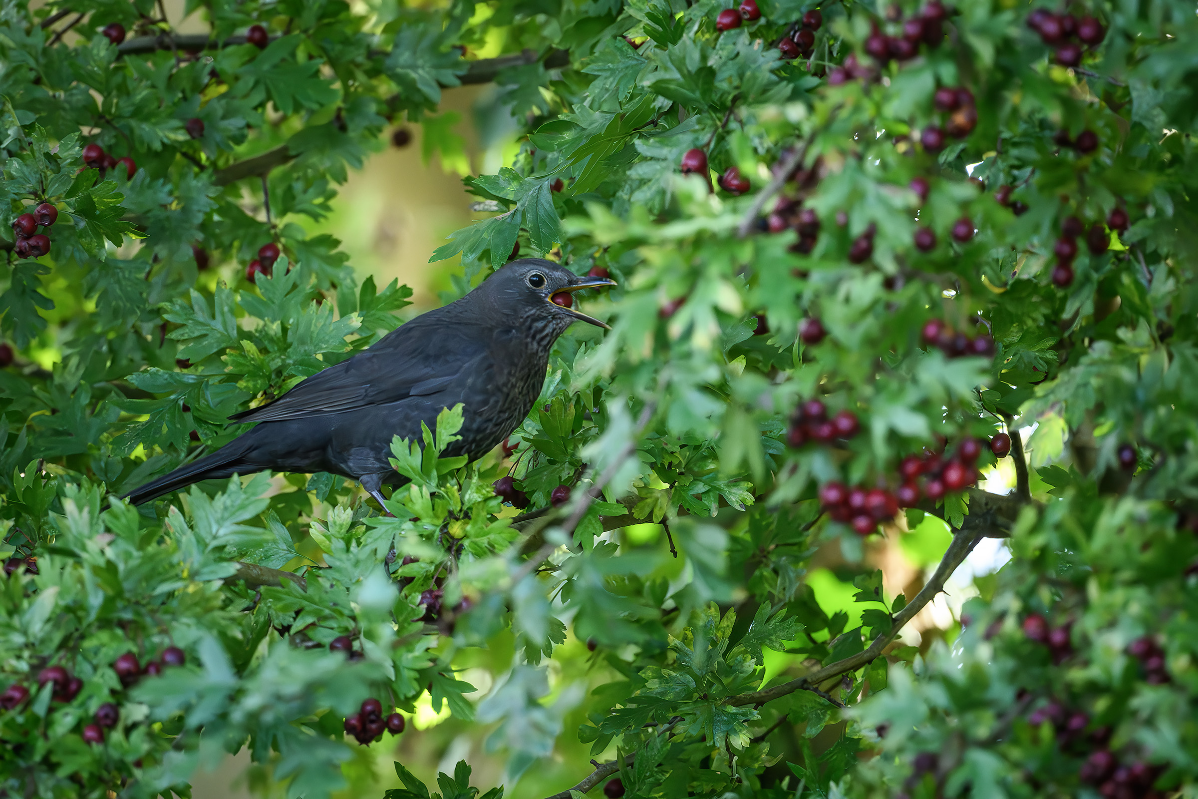 Solsort med tjørnebær, Birkerød Solsort med tjørnebær