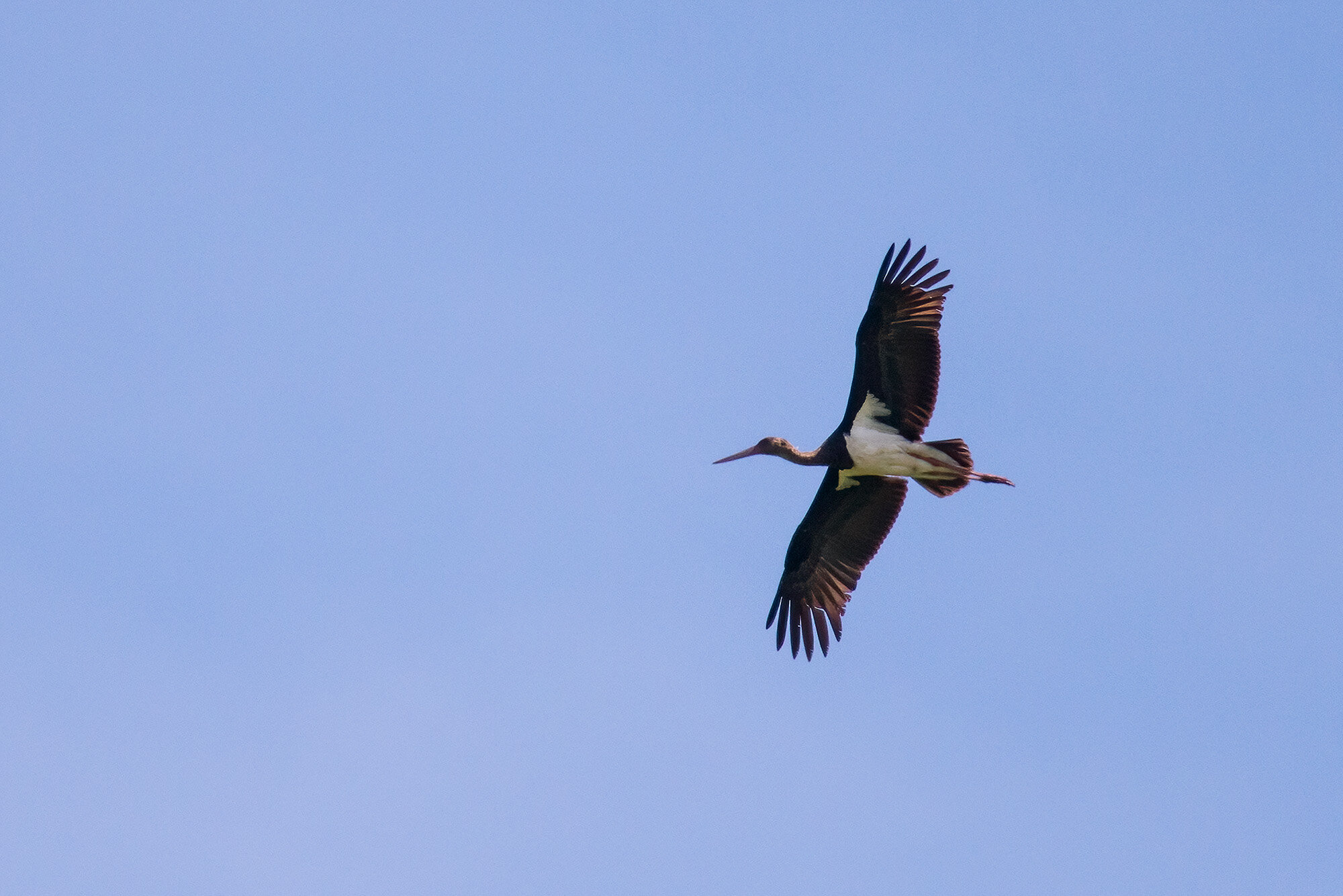 Sort stork