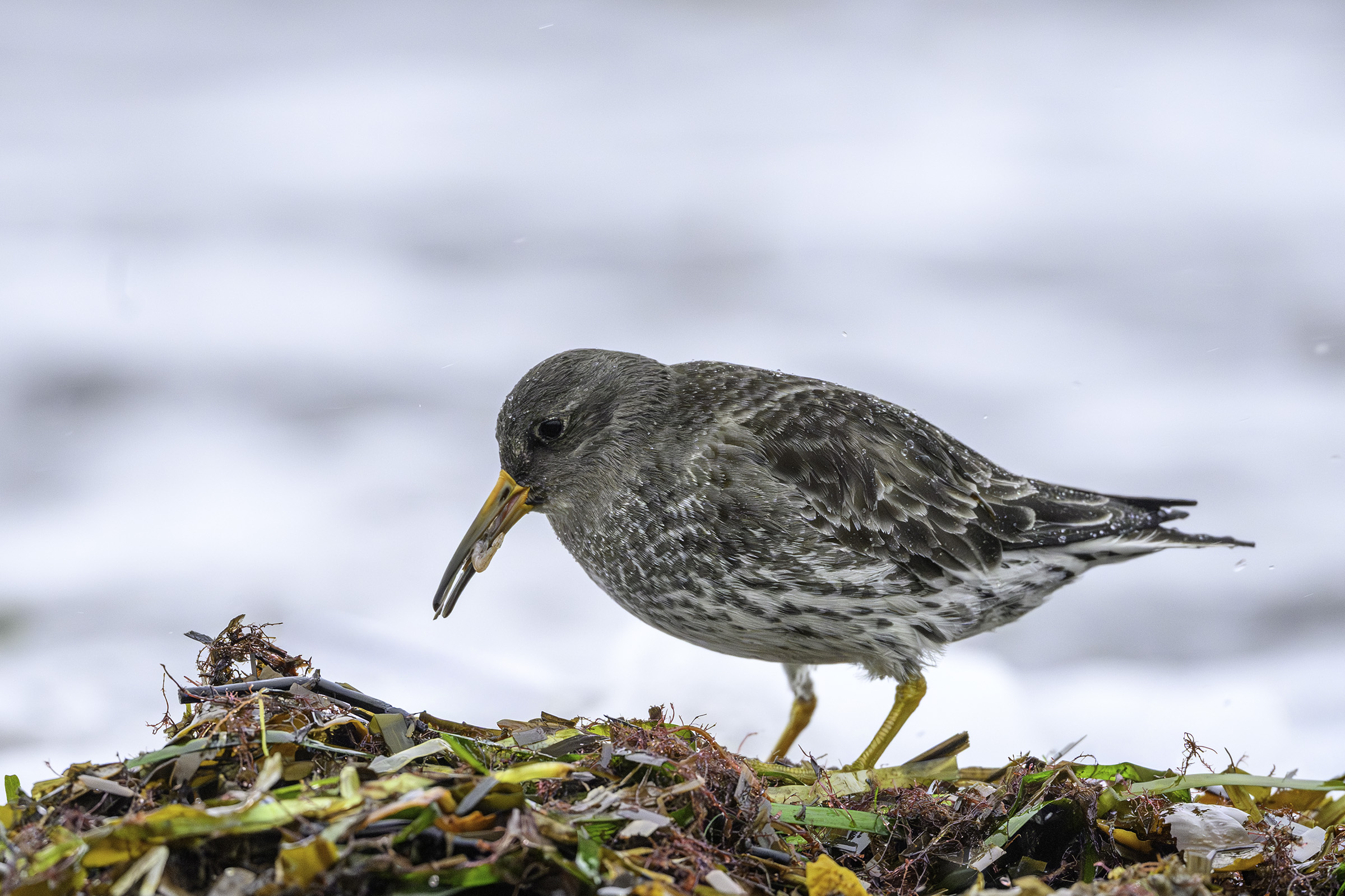 Sortgr� ryle med bytte