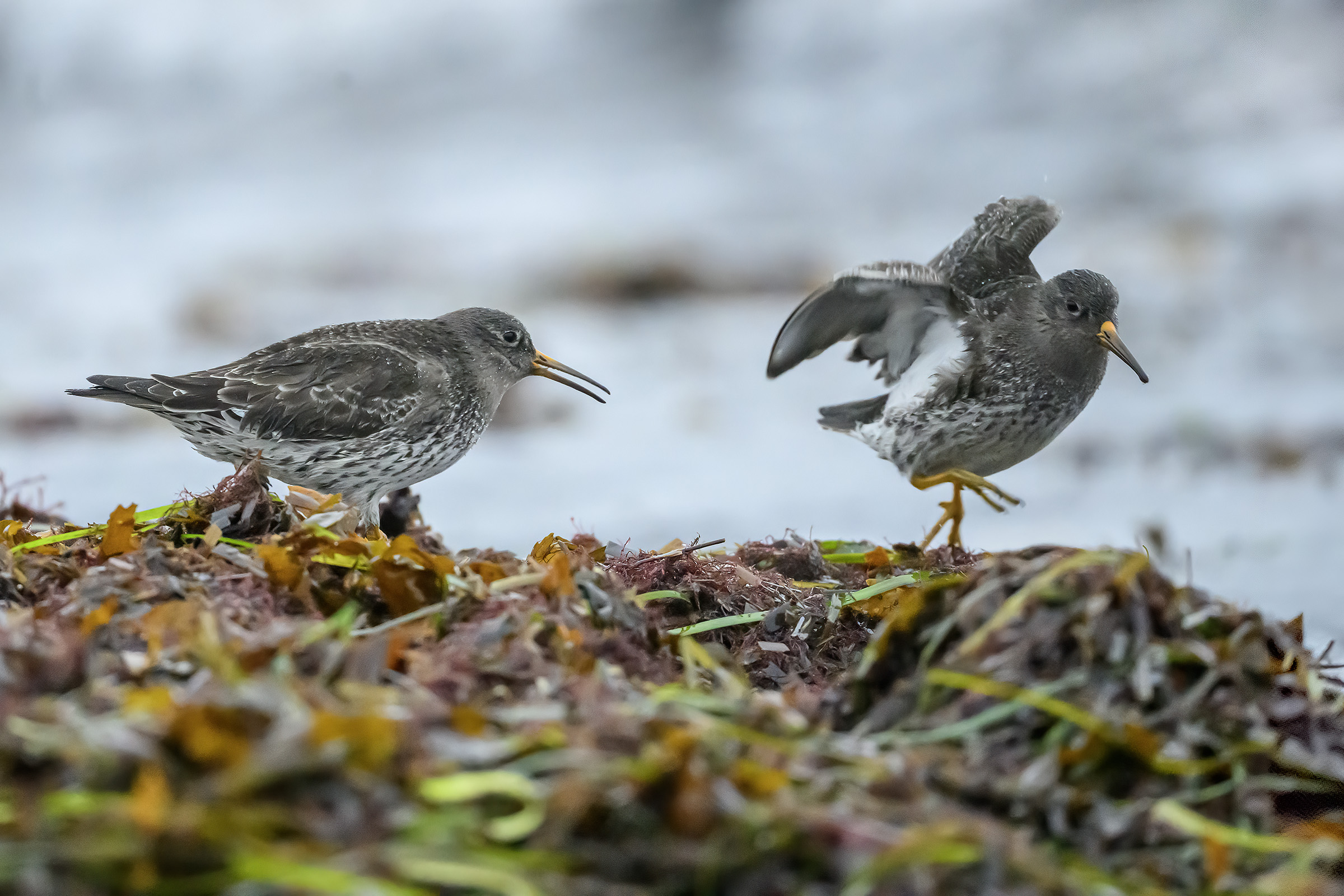 Sortgr� ryler k�mper om pladsen