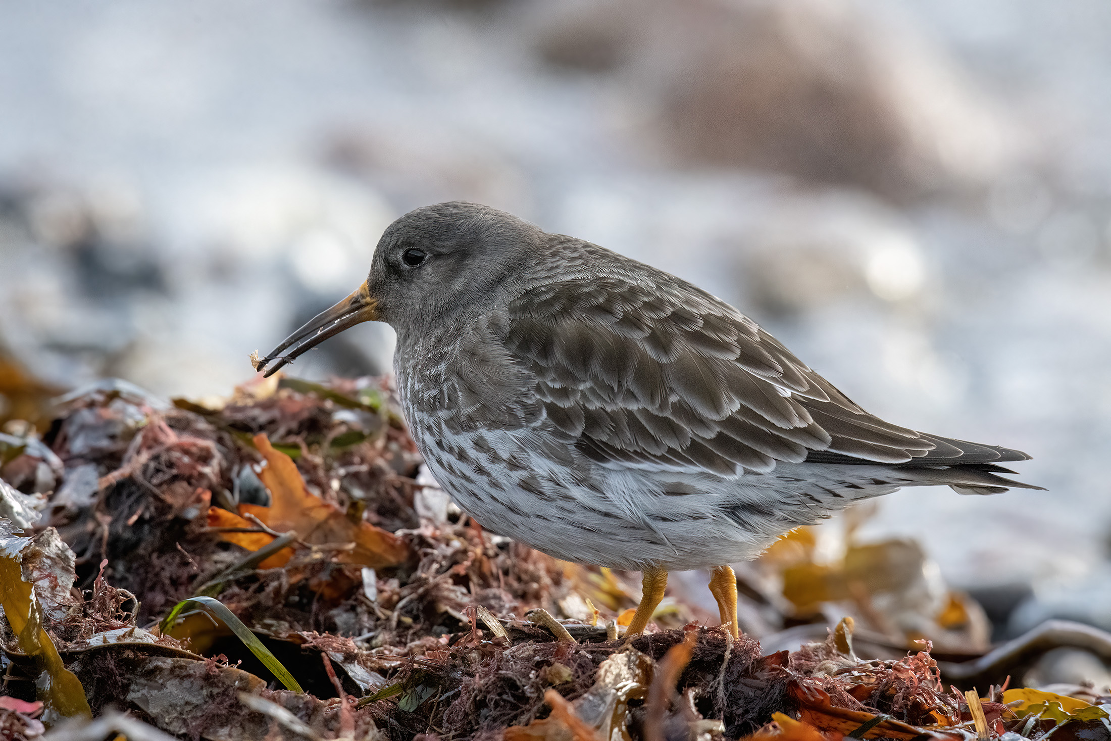 Sortgrå ryle, Reersø Sortgrå ryle