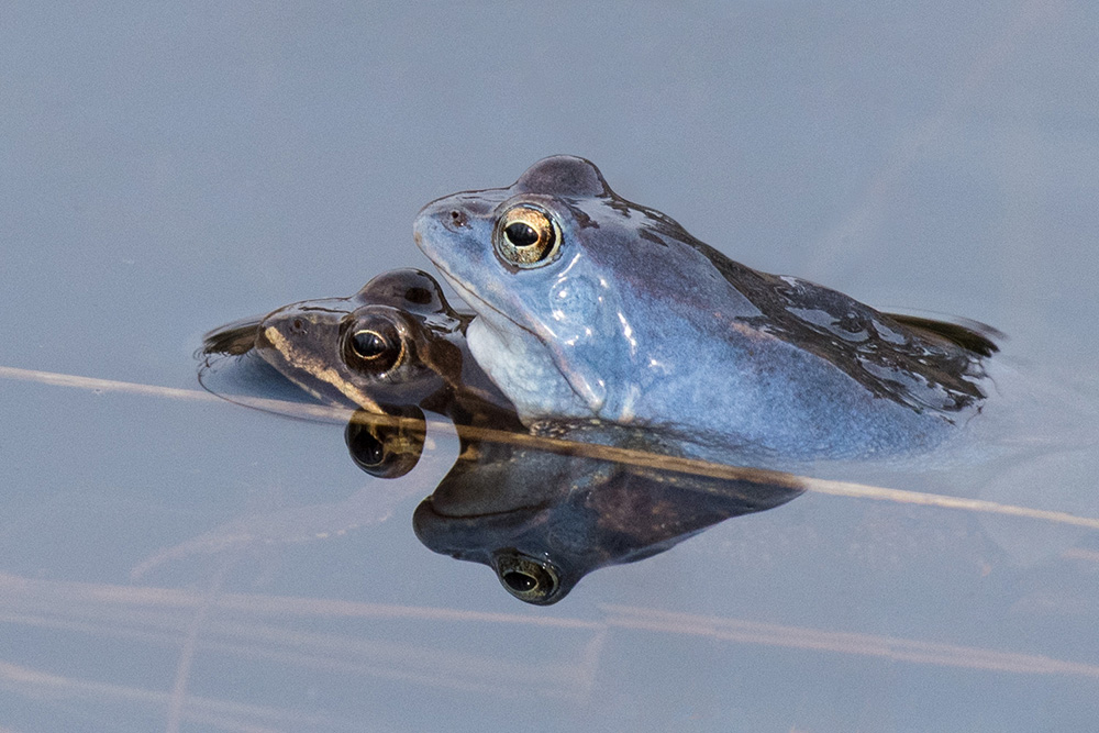 Spidssnudet frø, Gribskov Spidssnudet frø