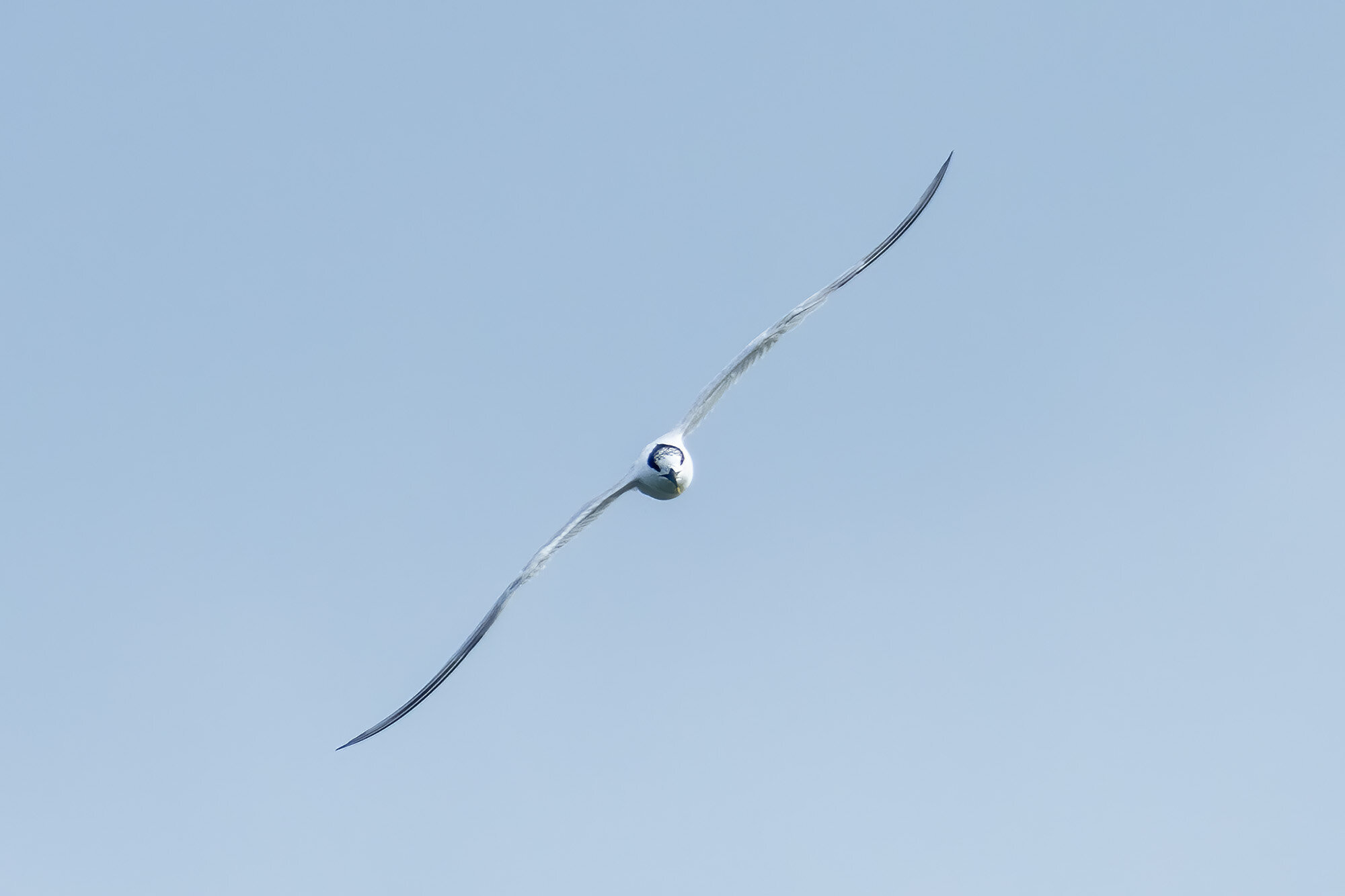 Splitterne
