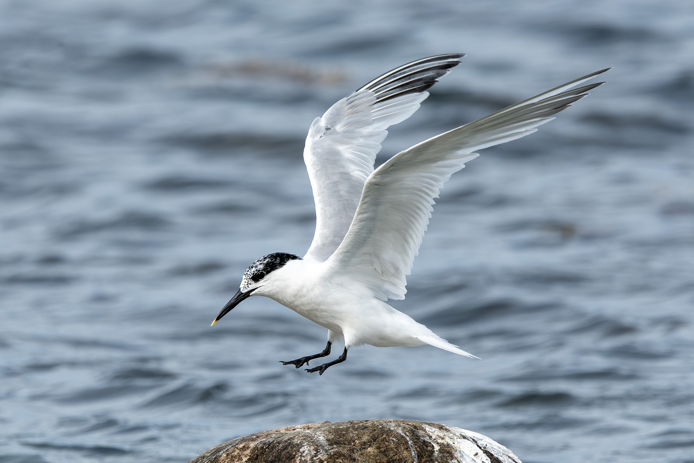 Splitterne