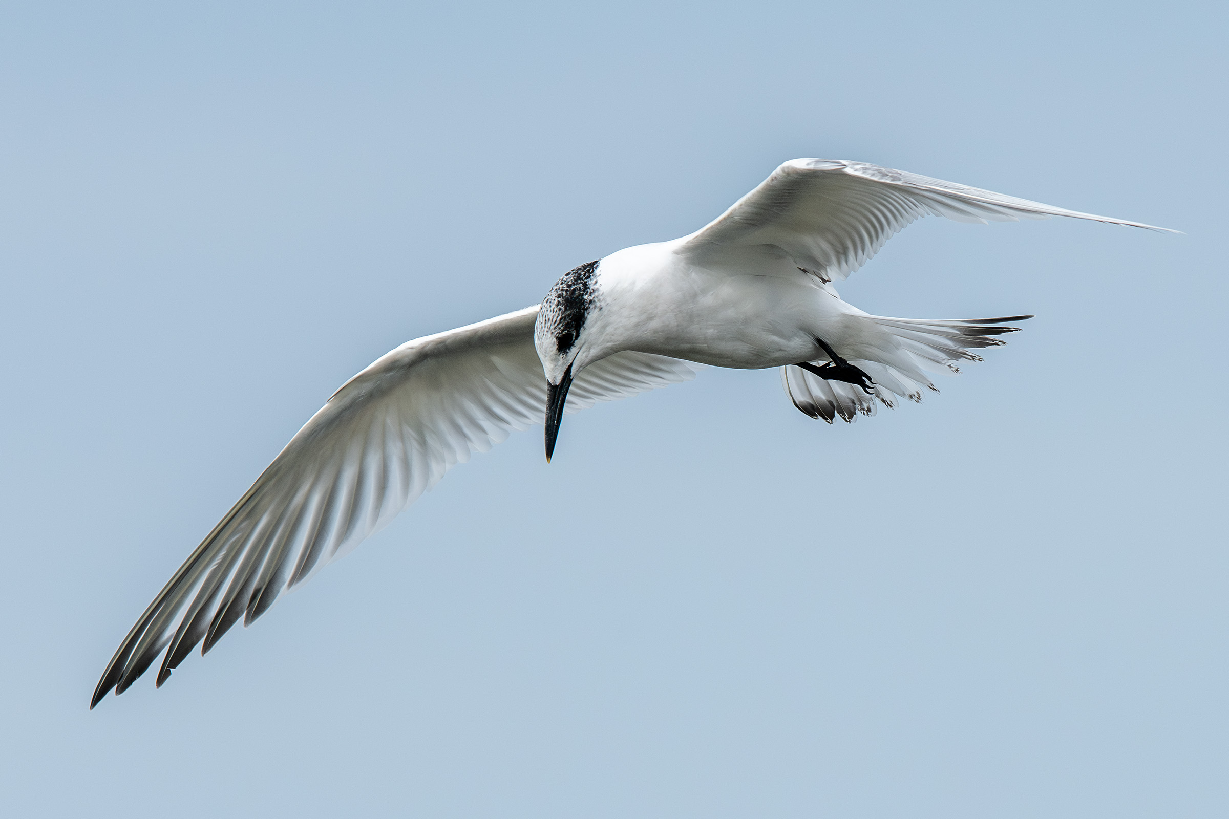 Splitterne