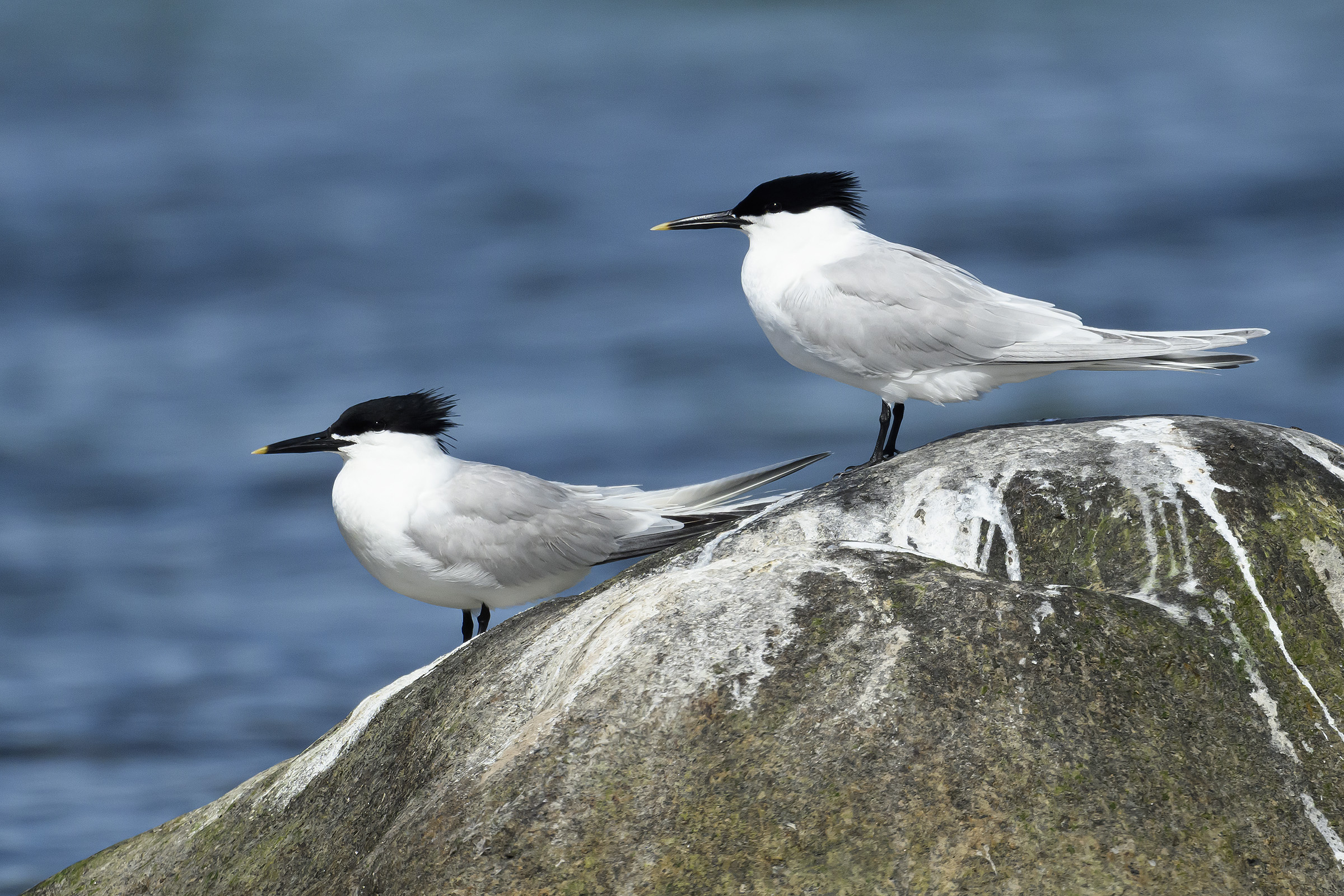 Splitterner