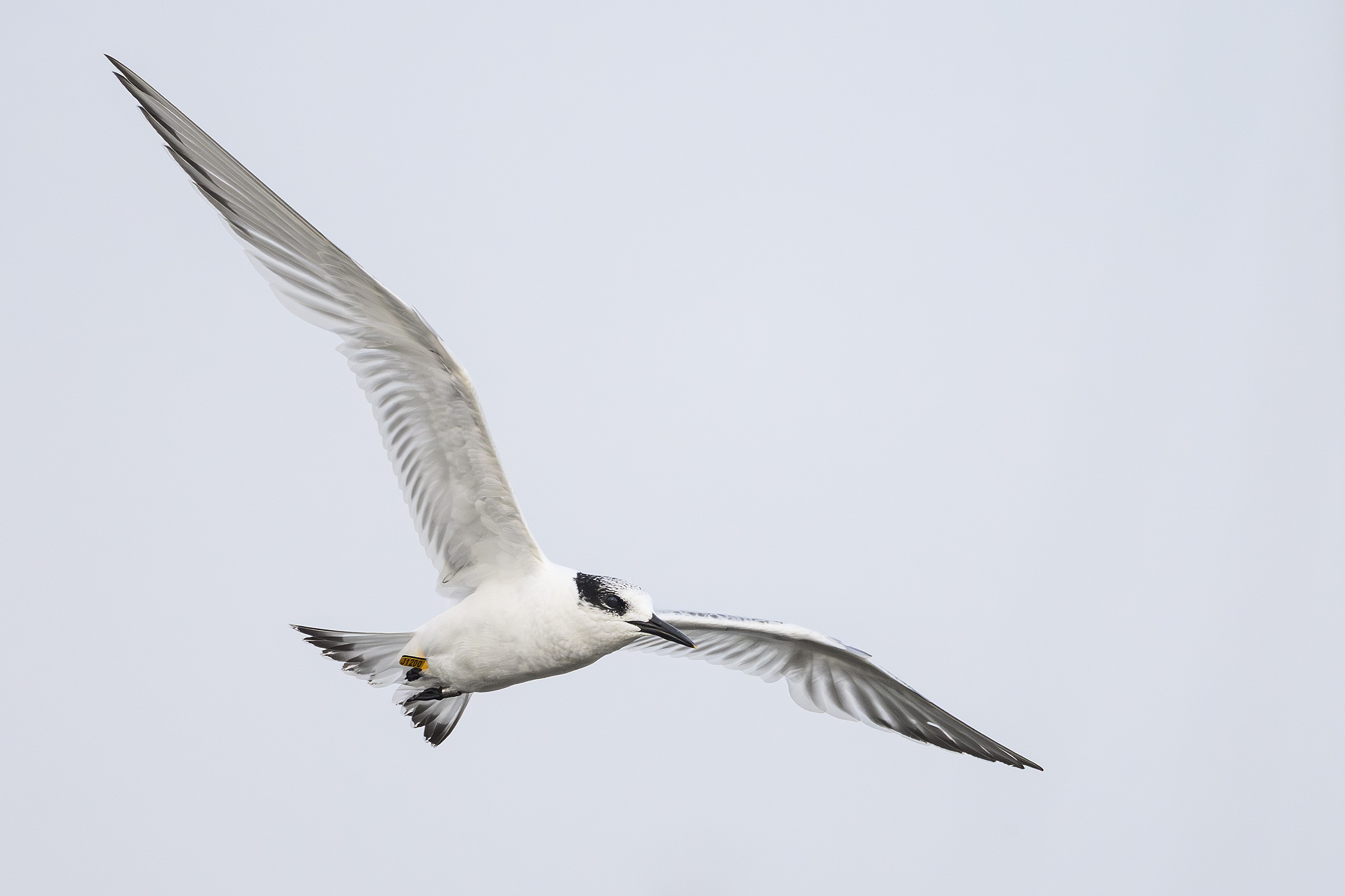 Splitterne  ungfugl