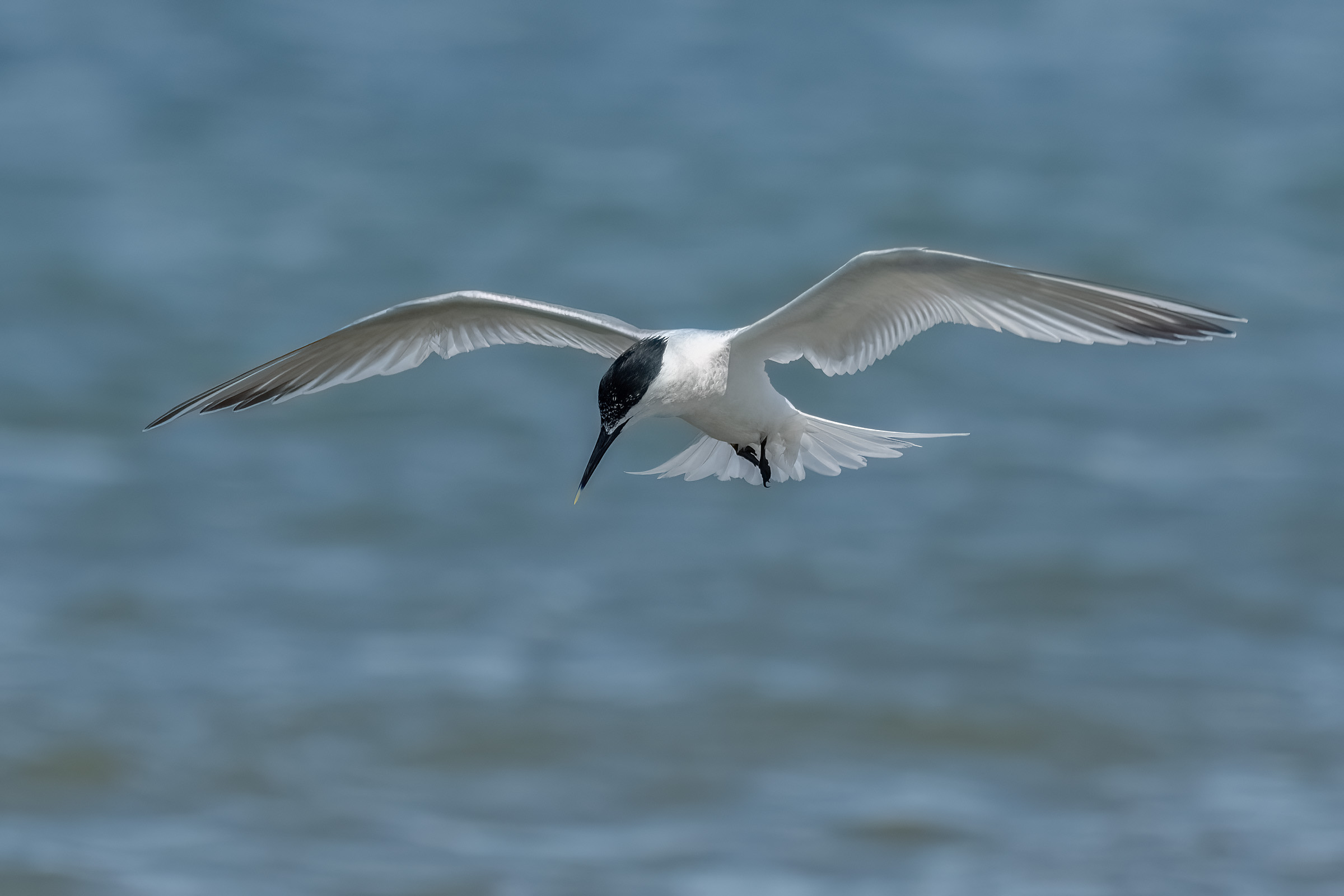 Splitterne