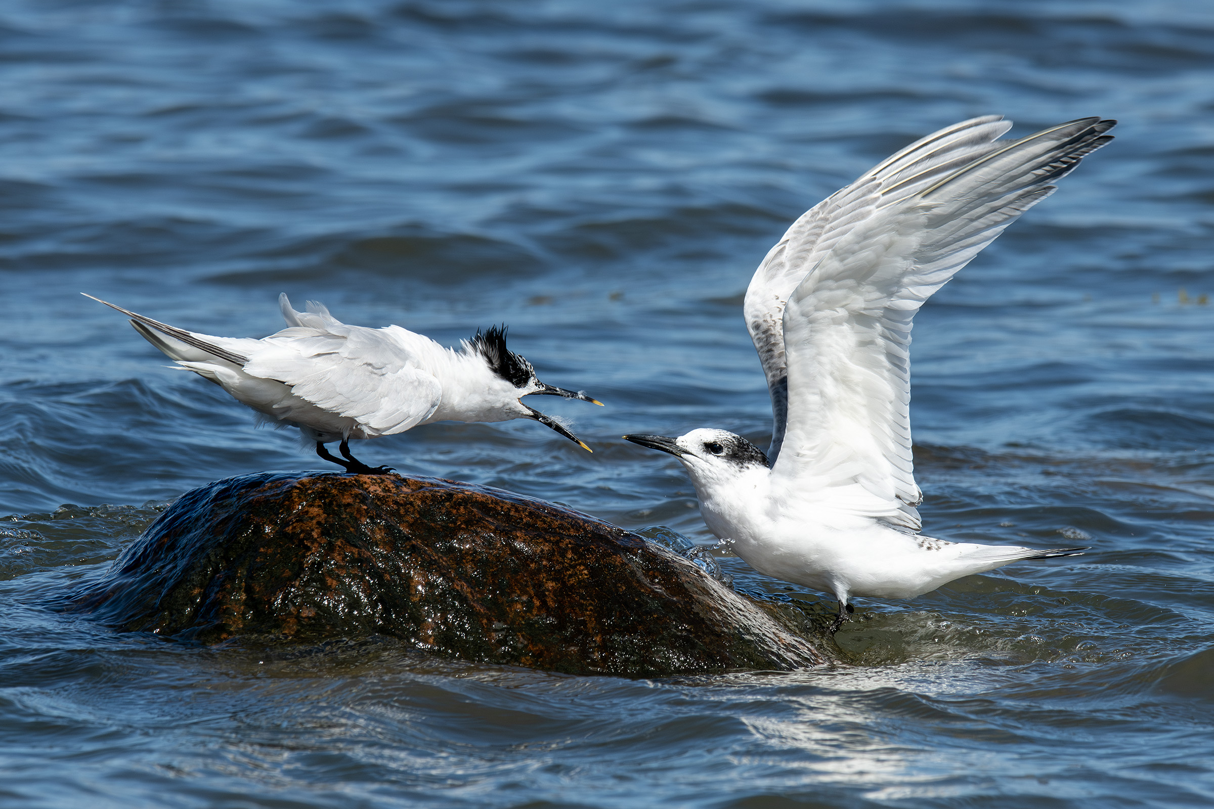 Splitterner