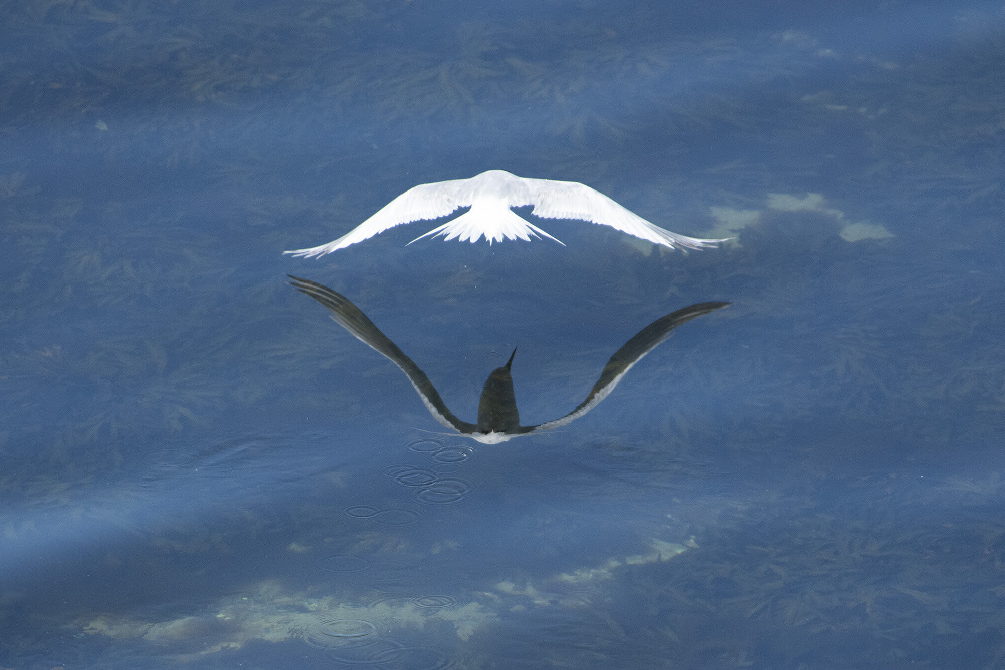 Splitterne