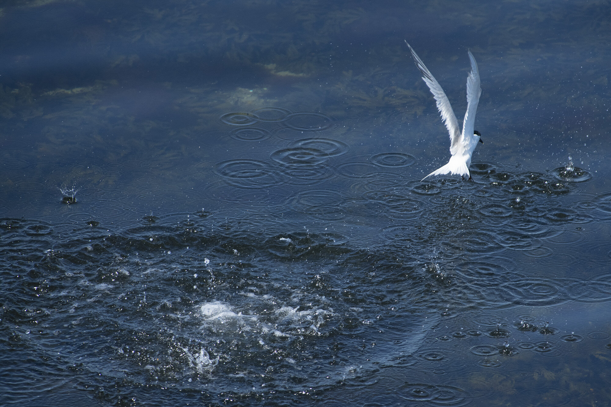 Splitterne