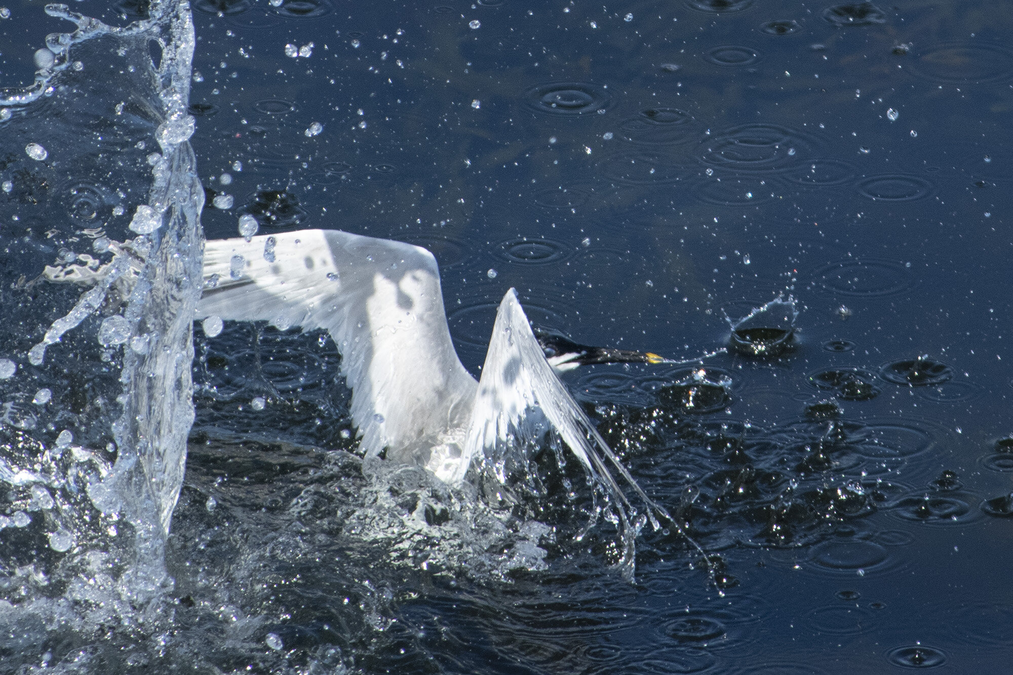 Splitterne