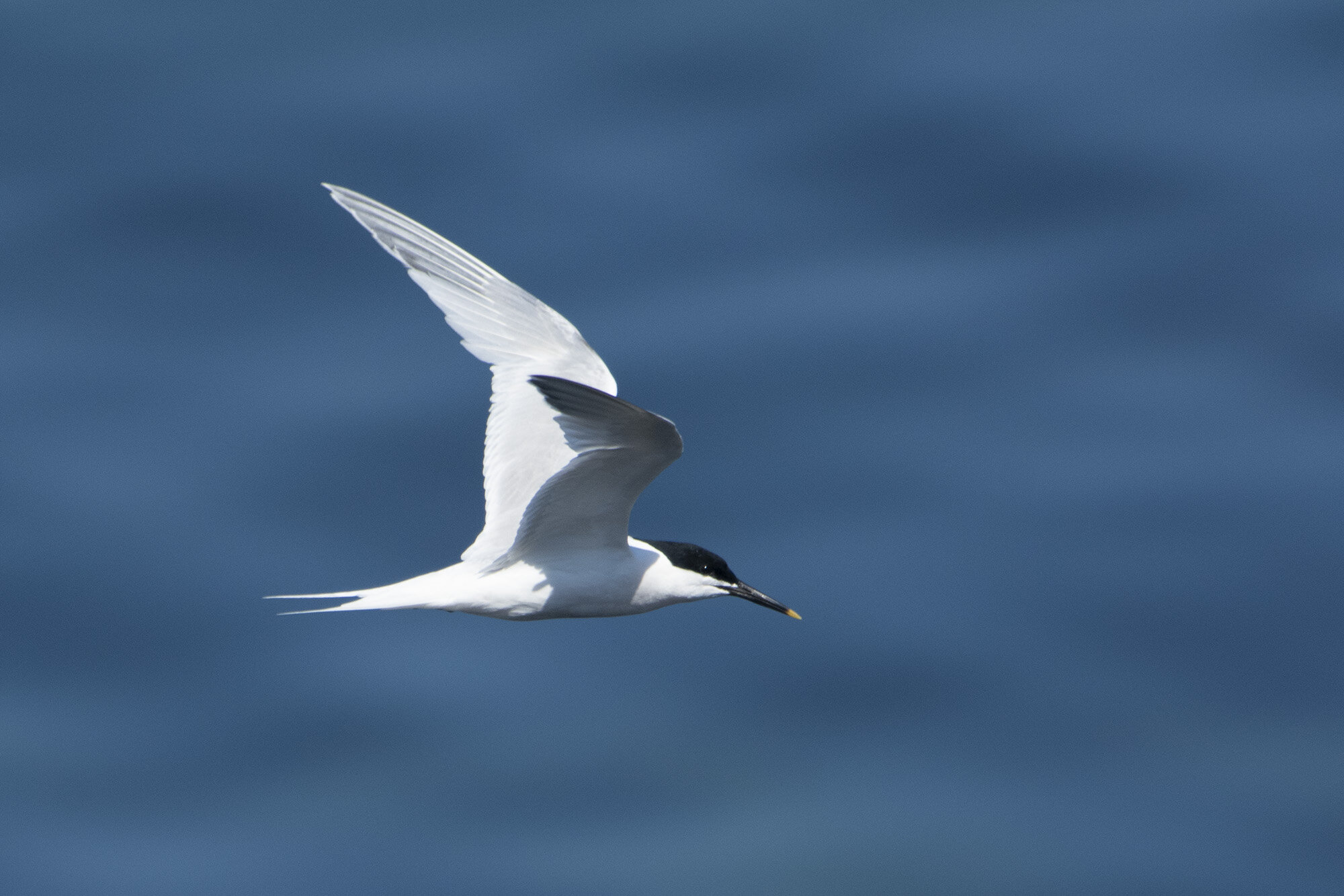 Splitterne