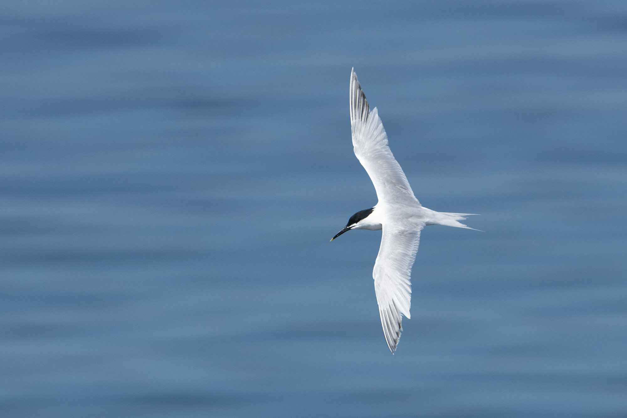 Splitterne