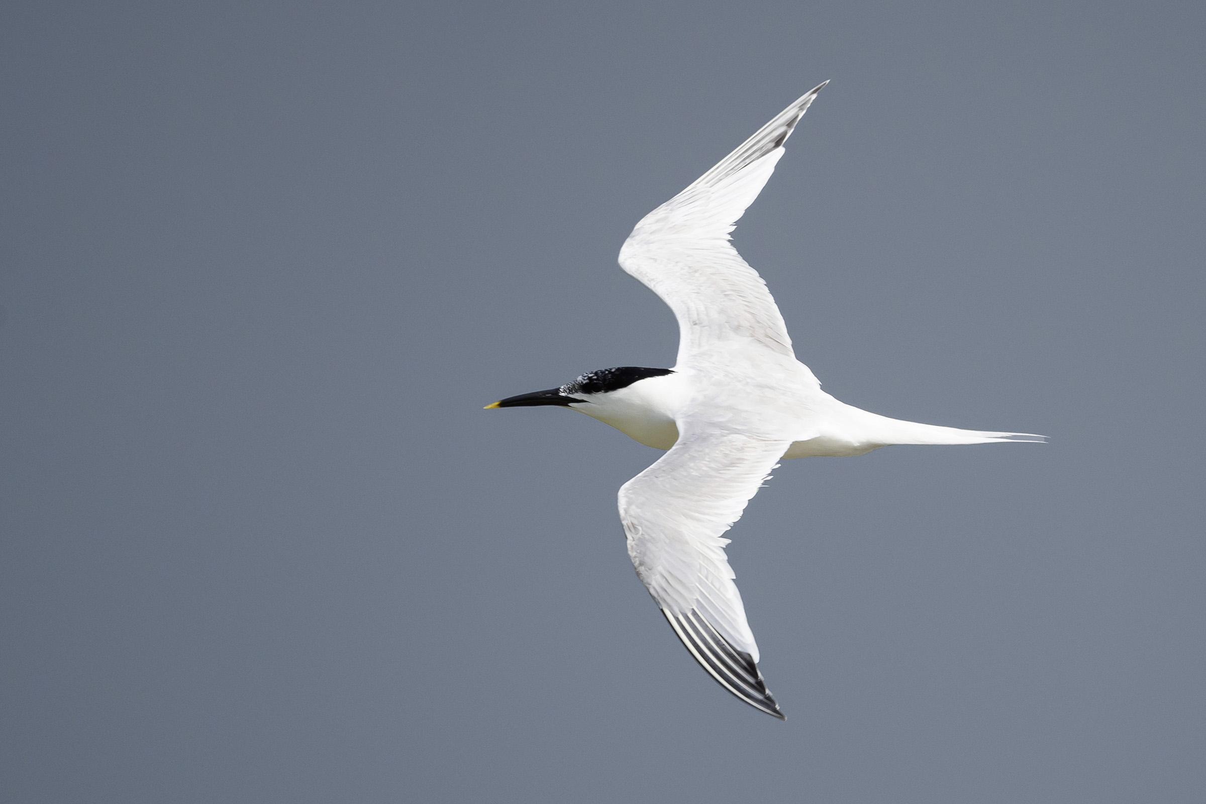 Splitterne