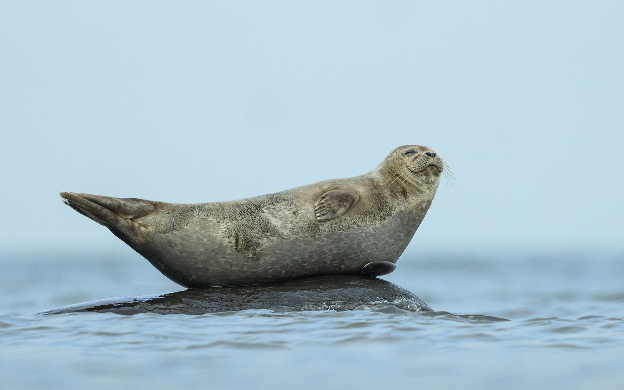 Spættet sæl, Gilleleje Spættet sæl