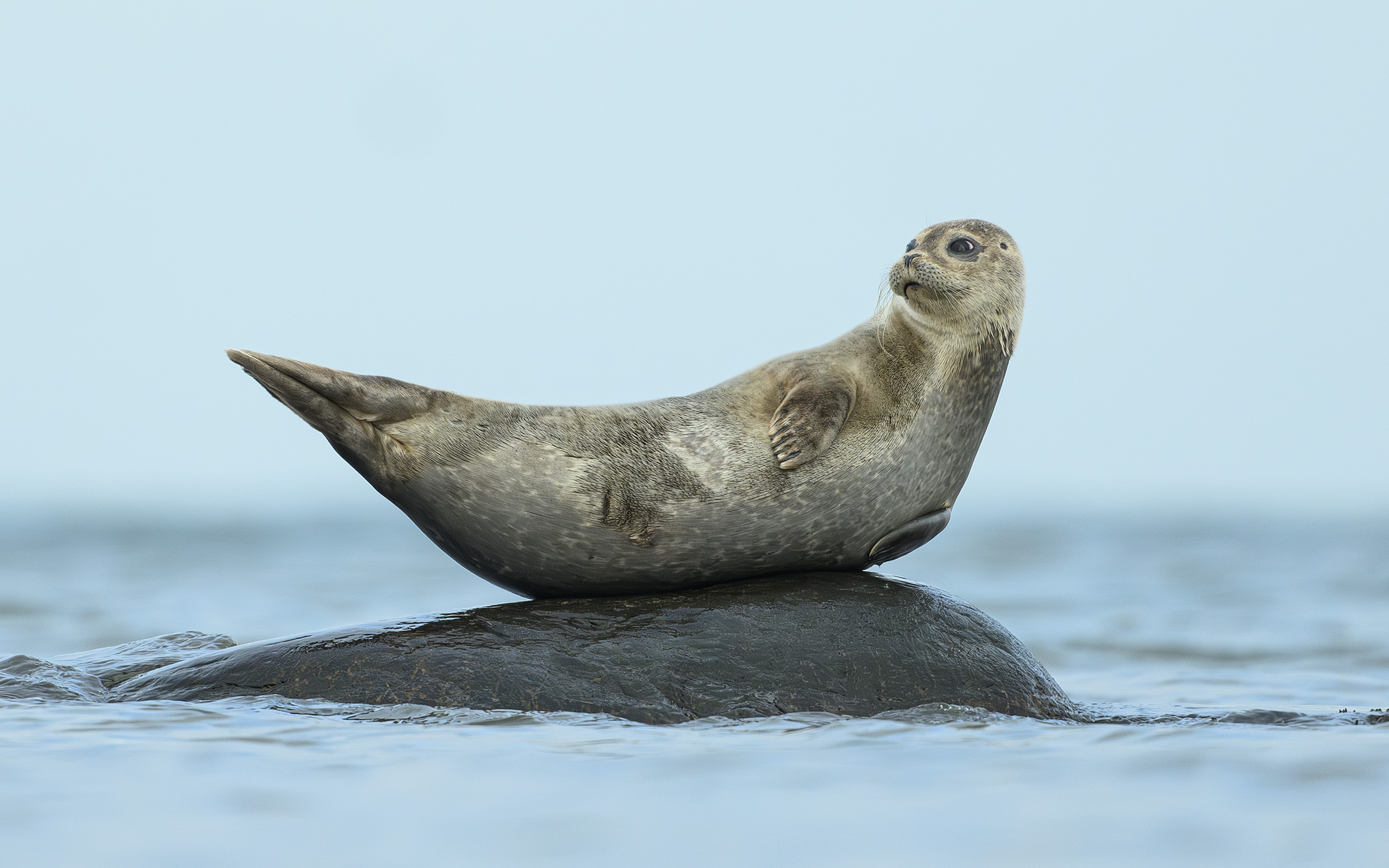 Spættet sæl, Gilleleje Spættet sæl