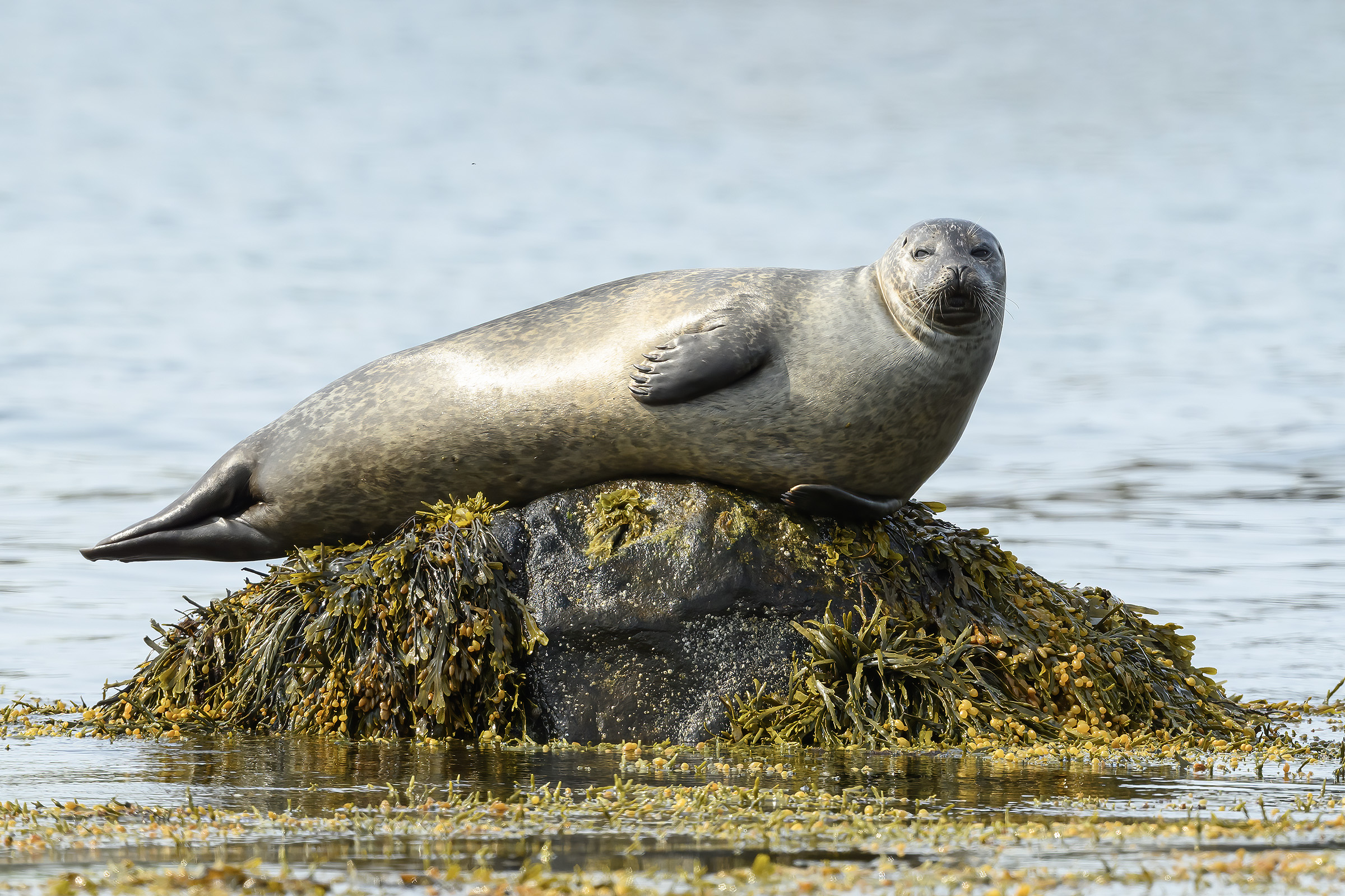 Spættet sæl, Ytri Tunga, Island Spættet sæl, Ytri Tunga