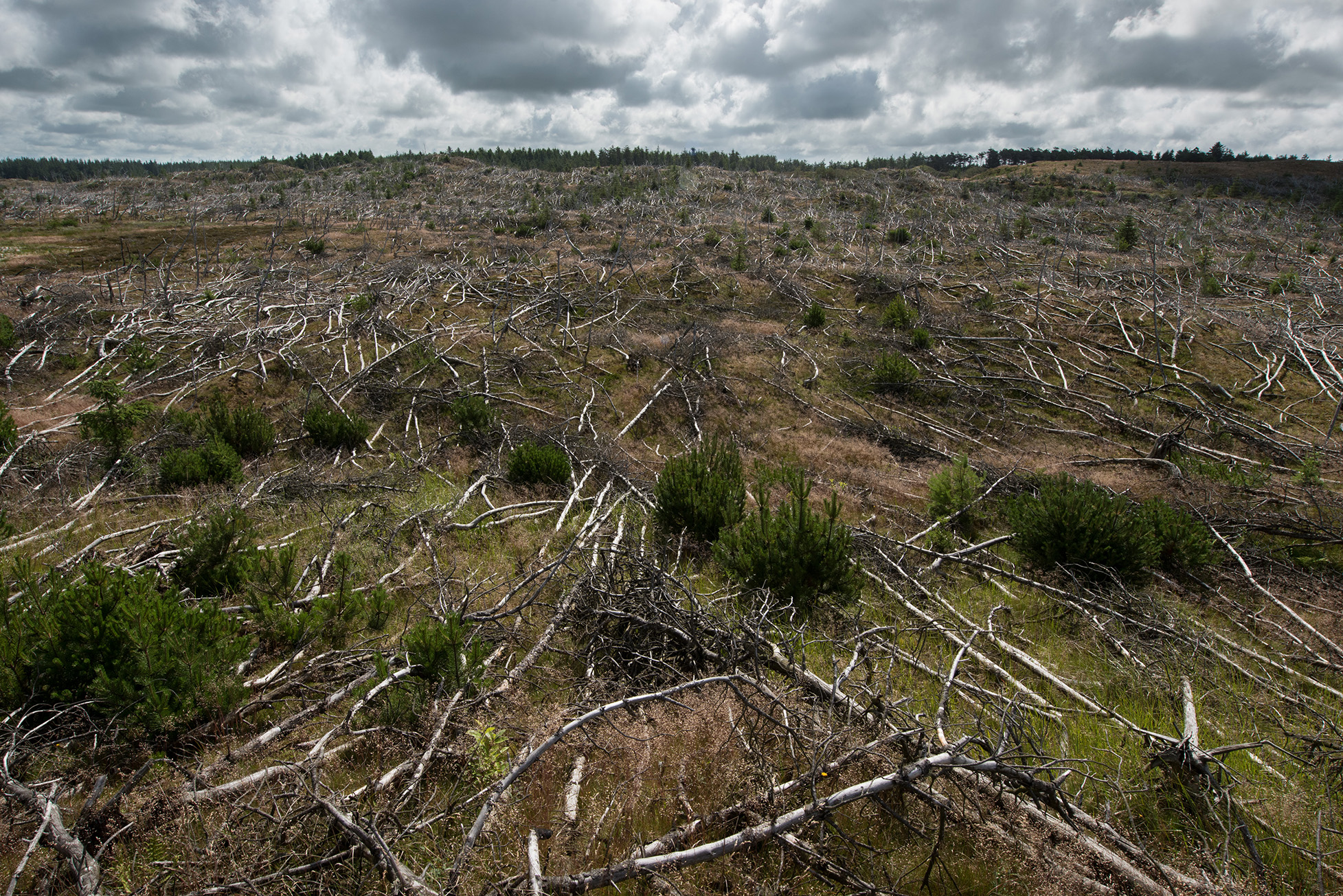 Stenbjerg Klitplantage efter branden