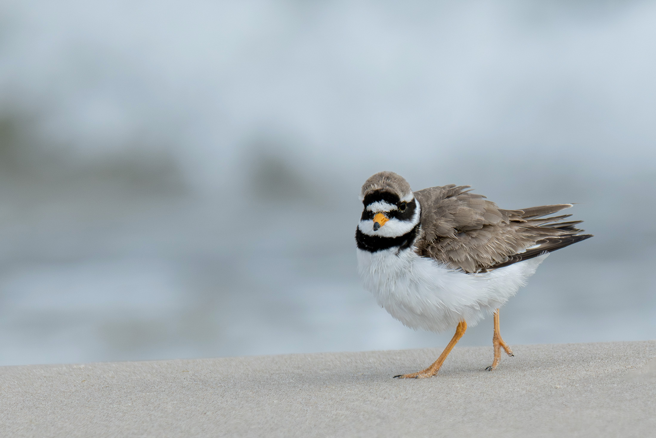 Stor præstekrave, Skagen Stor præstekrave