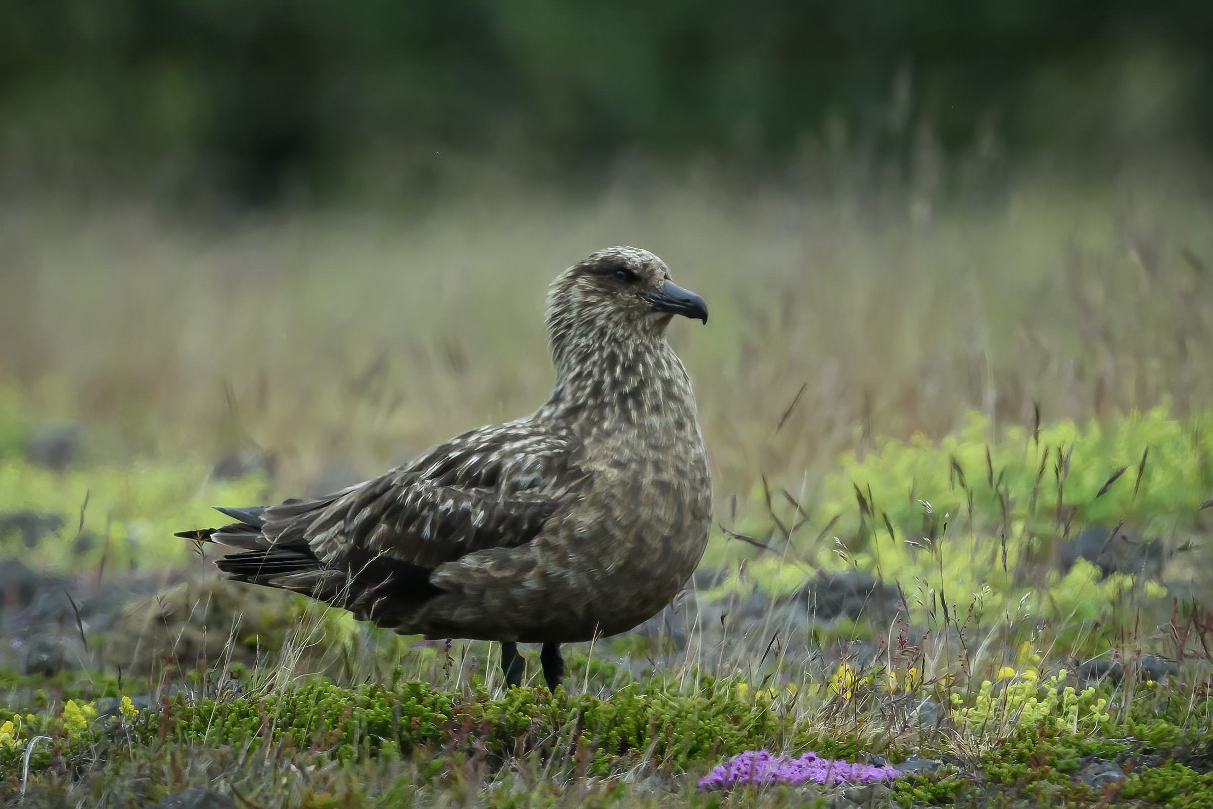 Storkjove, Fagurholsmyri