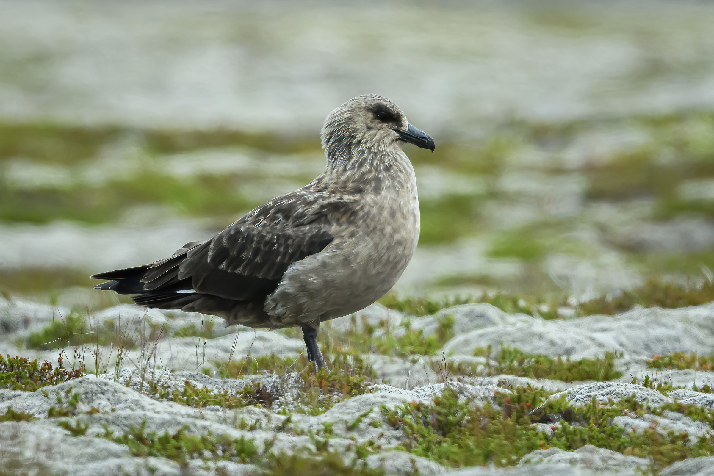 Storkjove i moslandskab, Eldhraun